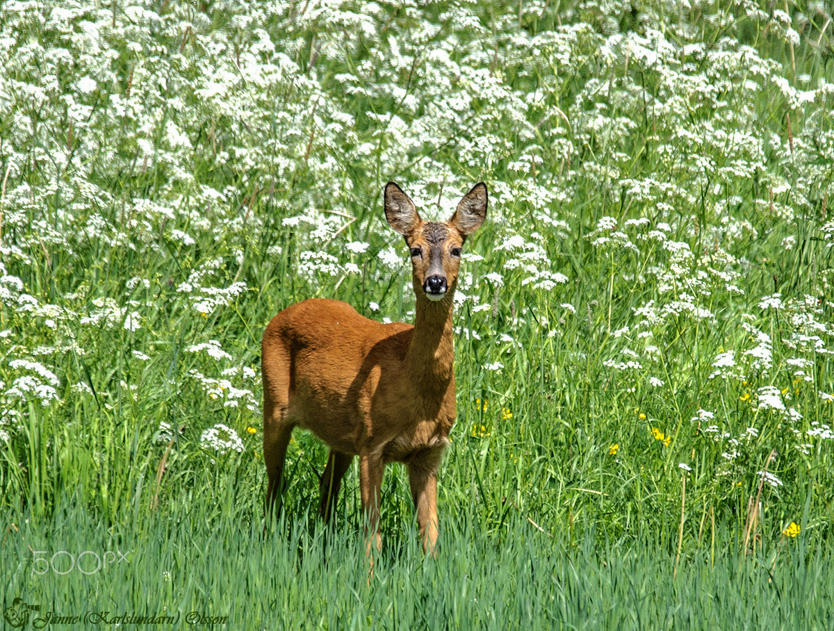 Sigma 120-400mm F4.5-5.6 DG OS HSM sample photo. Capreolus capreolus photography