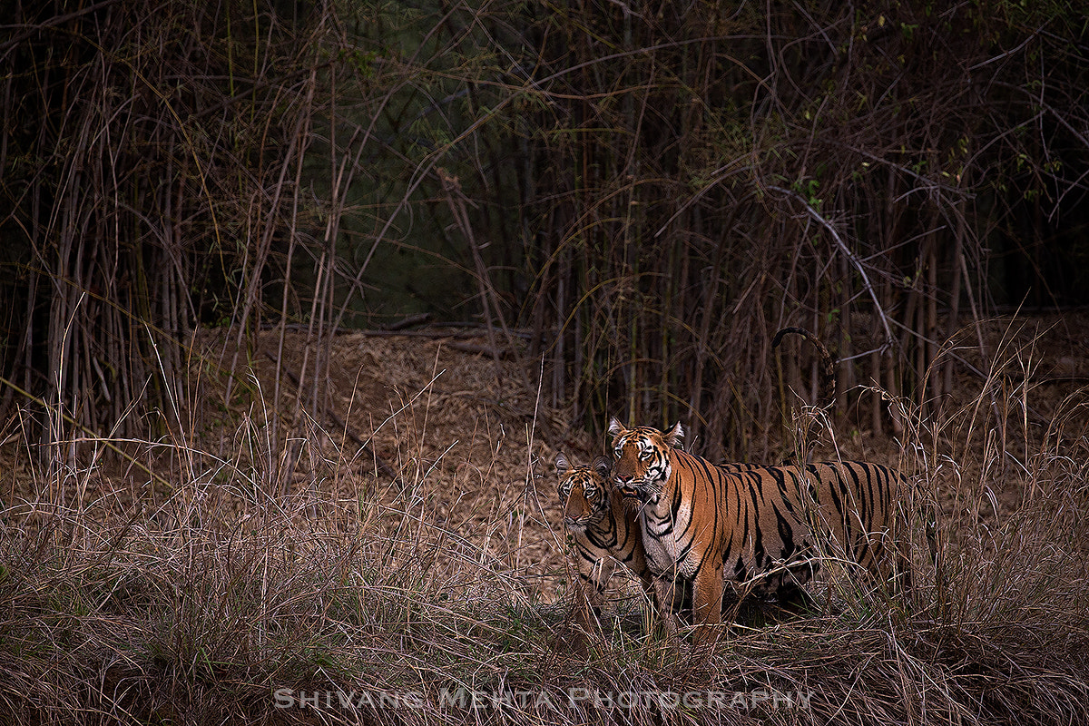 Canon EOS-1D X + Canon EF 100-400mm F4.5-5.6L IS II USM sample photo. Tiger - mother and cub photography