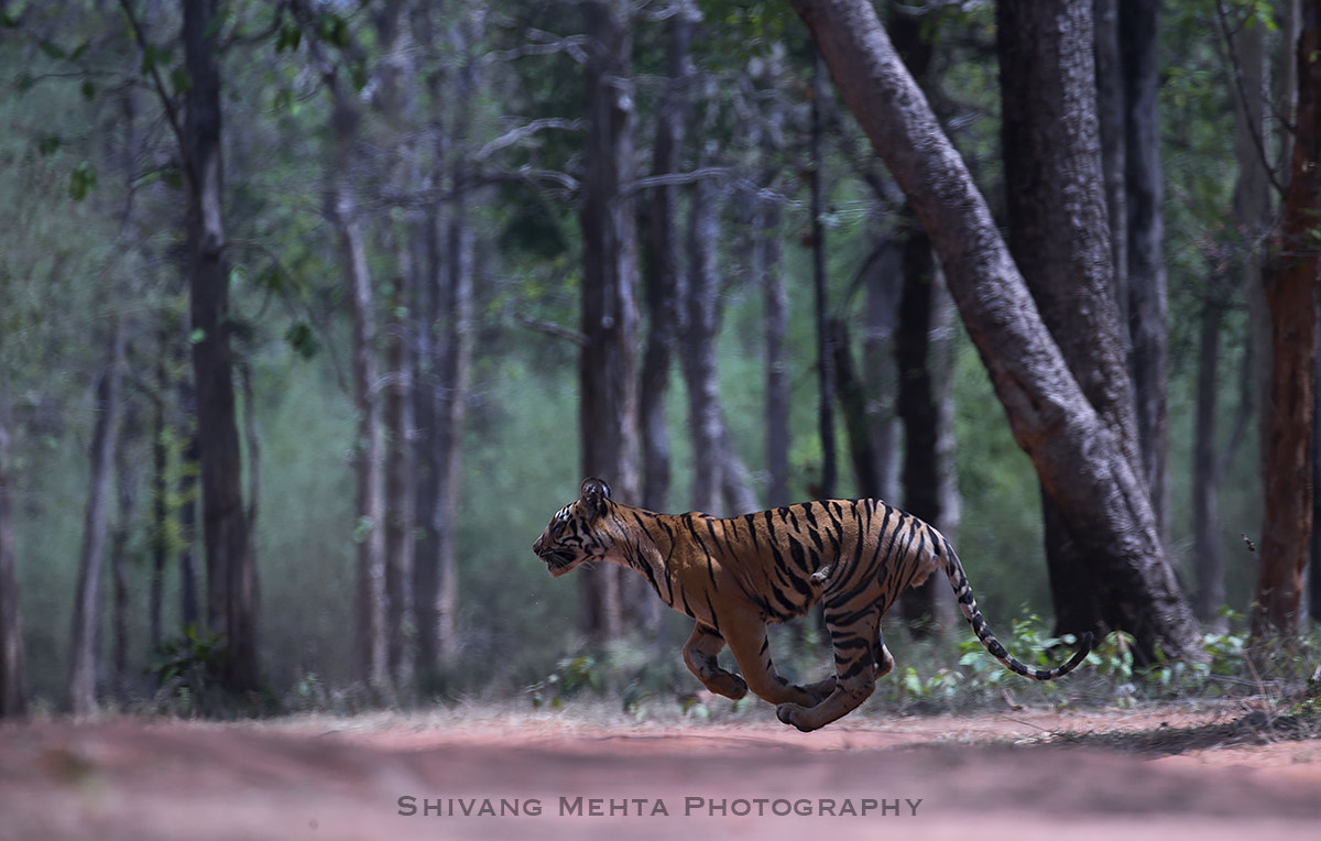 Canon EOS-1D X + Canon EF 100-400mm F4.5-5.6L IS II USM sample photo. Sprinting stripes photography