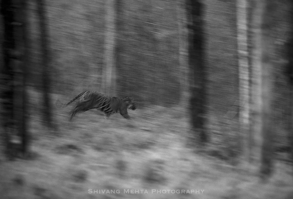 Canon EF 100-400mm F4.5-5.6L IS II USM sample photo. Jungle bullet photography