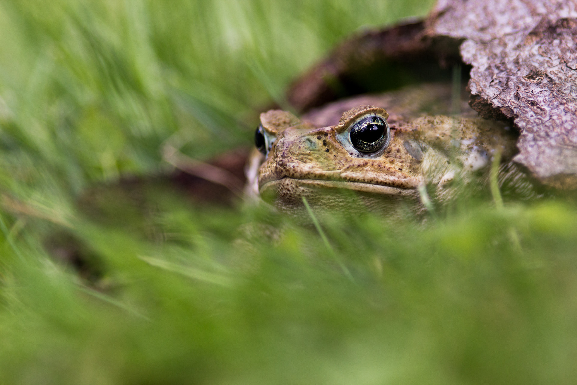 Canon EOS 600D (Rebel EOS T3i / EOS Kiss X5) + Canon EF 200mm F2.8L II USM sample photo. Bufo photography