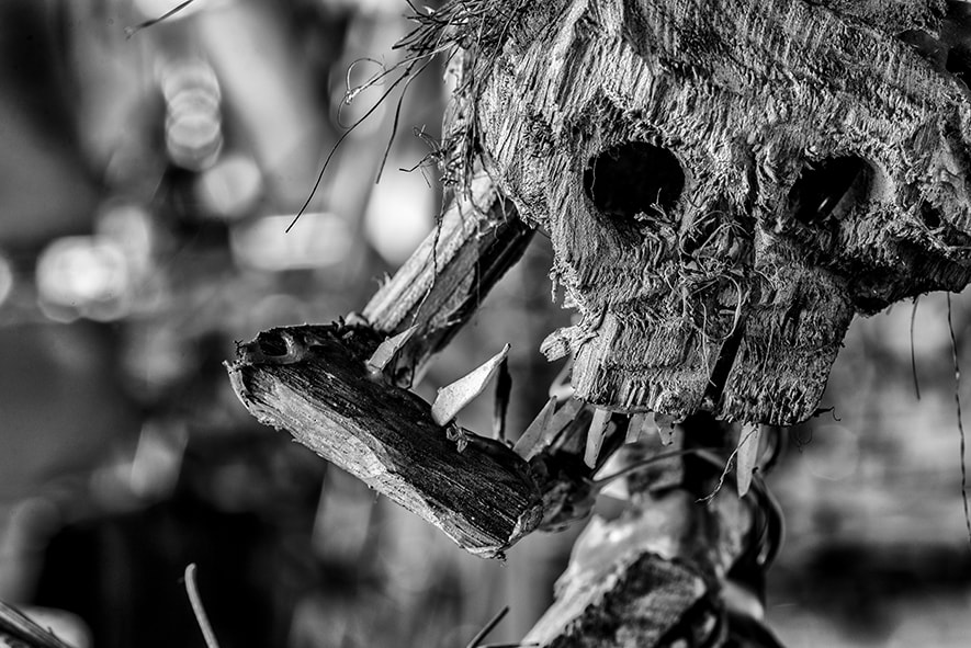 Sigma 105mm F2.8 EX DG OS HSM sample photo. Daniel deputot 3 photography
