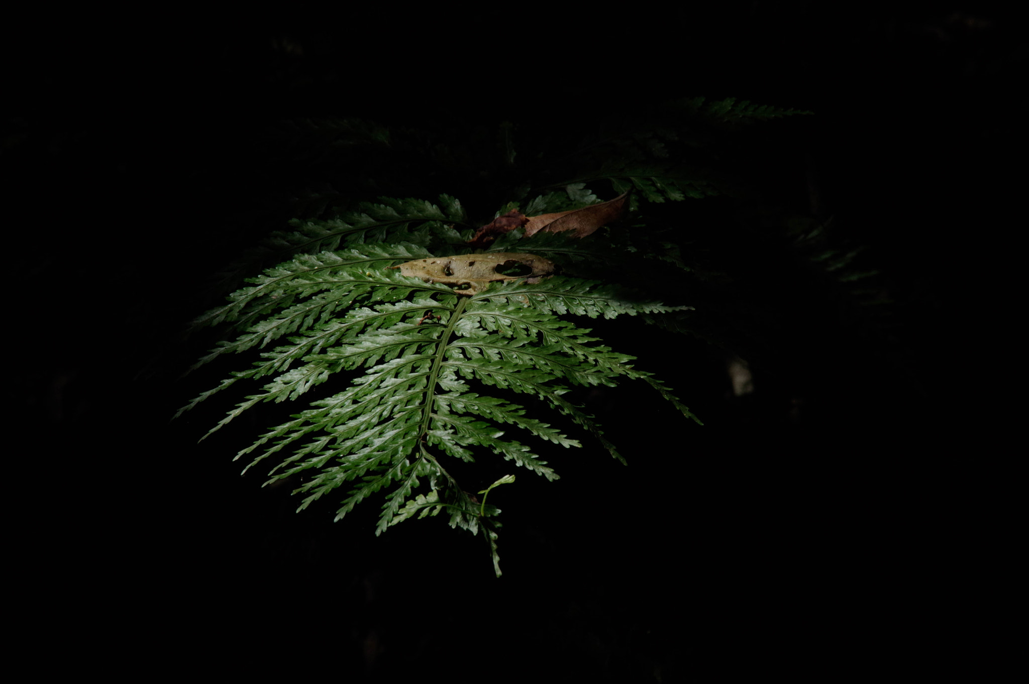 Sigma 50-500mm F4.5-6.3 DG OS HSM sample photo. 27429907675.jpg photography