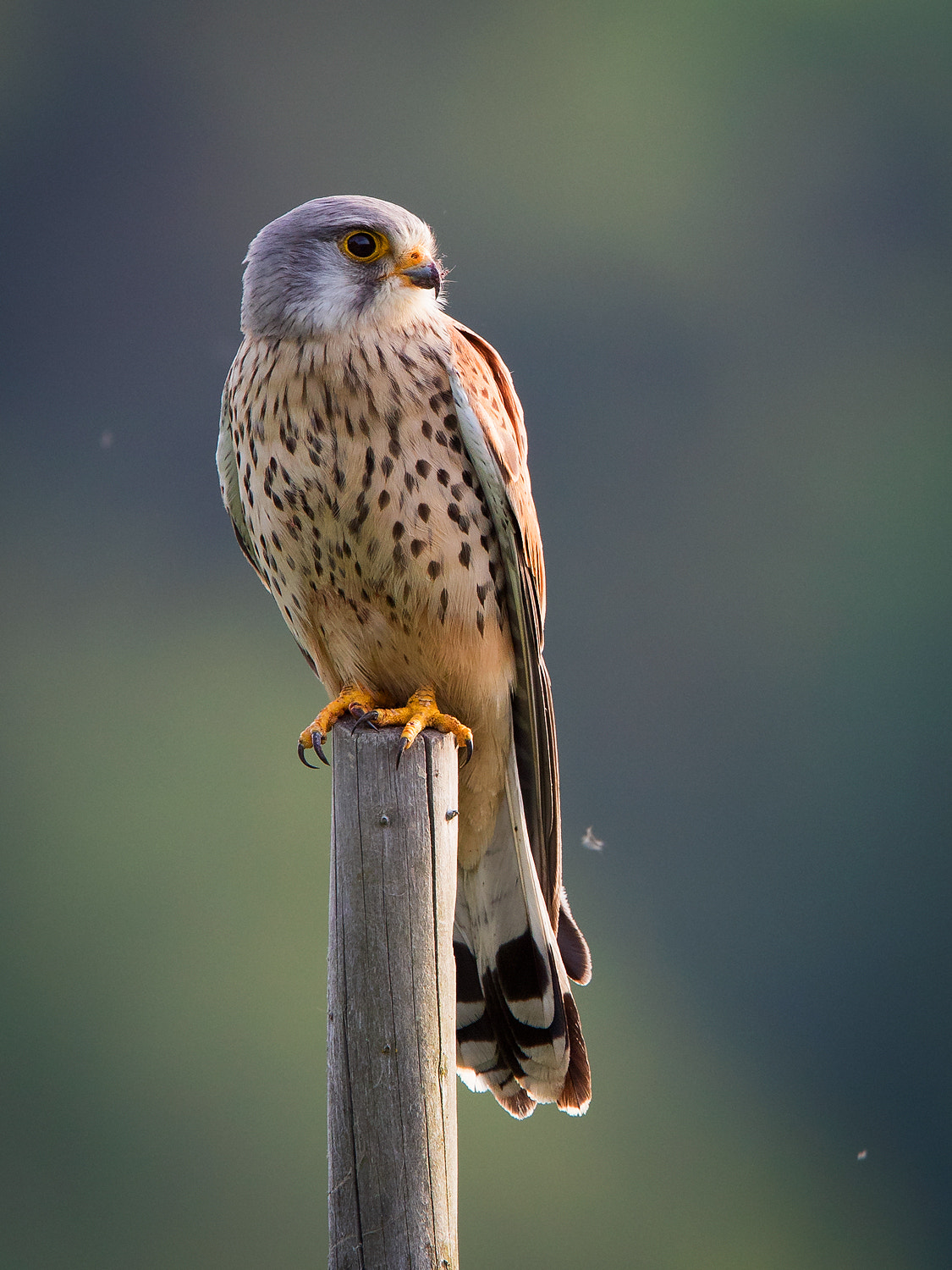 Canon EF 400mm F2.8L IS II USM sample photo. Common kestrel photography
