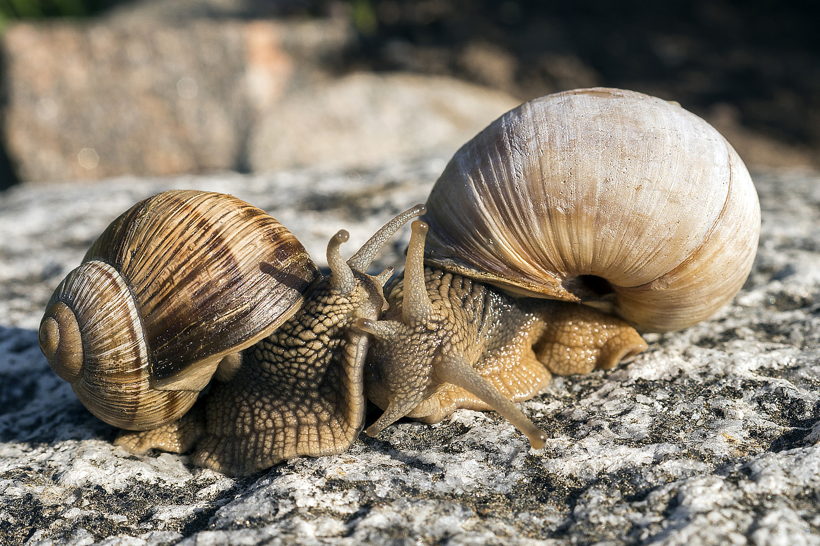 Sony DT 30mm F2.8 Macro SAM sample photo. Snails photography