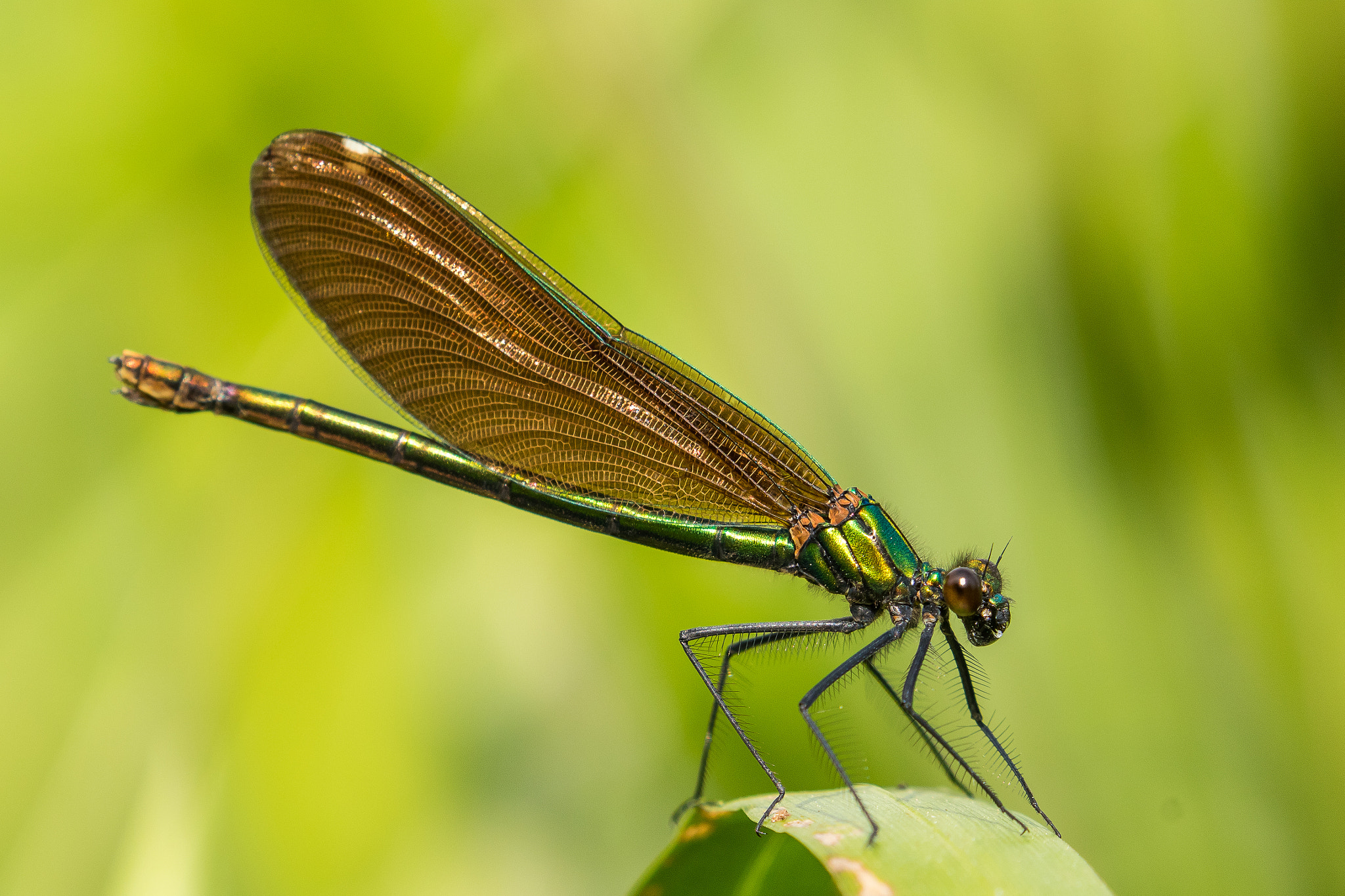 Canon EF 100-400mm F4.5-5.6L IS II USM sample photo. Banded demoiselle, female portrait photography