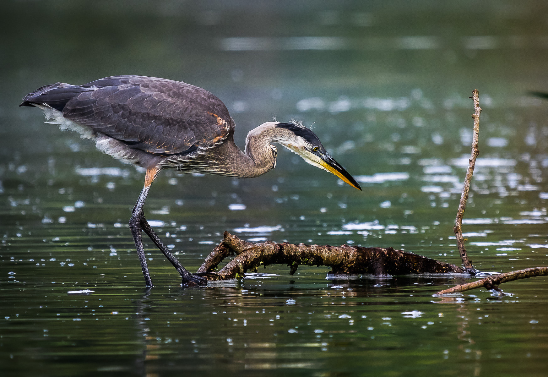 Olympus OM-D E-M1 + LEICA DG 100-400/F4.0-6.3 sample photo. Great blue heron (juvenile) photography