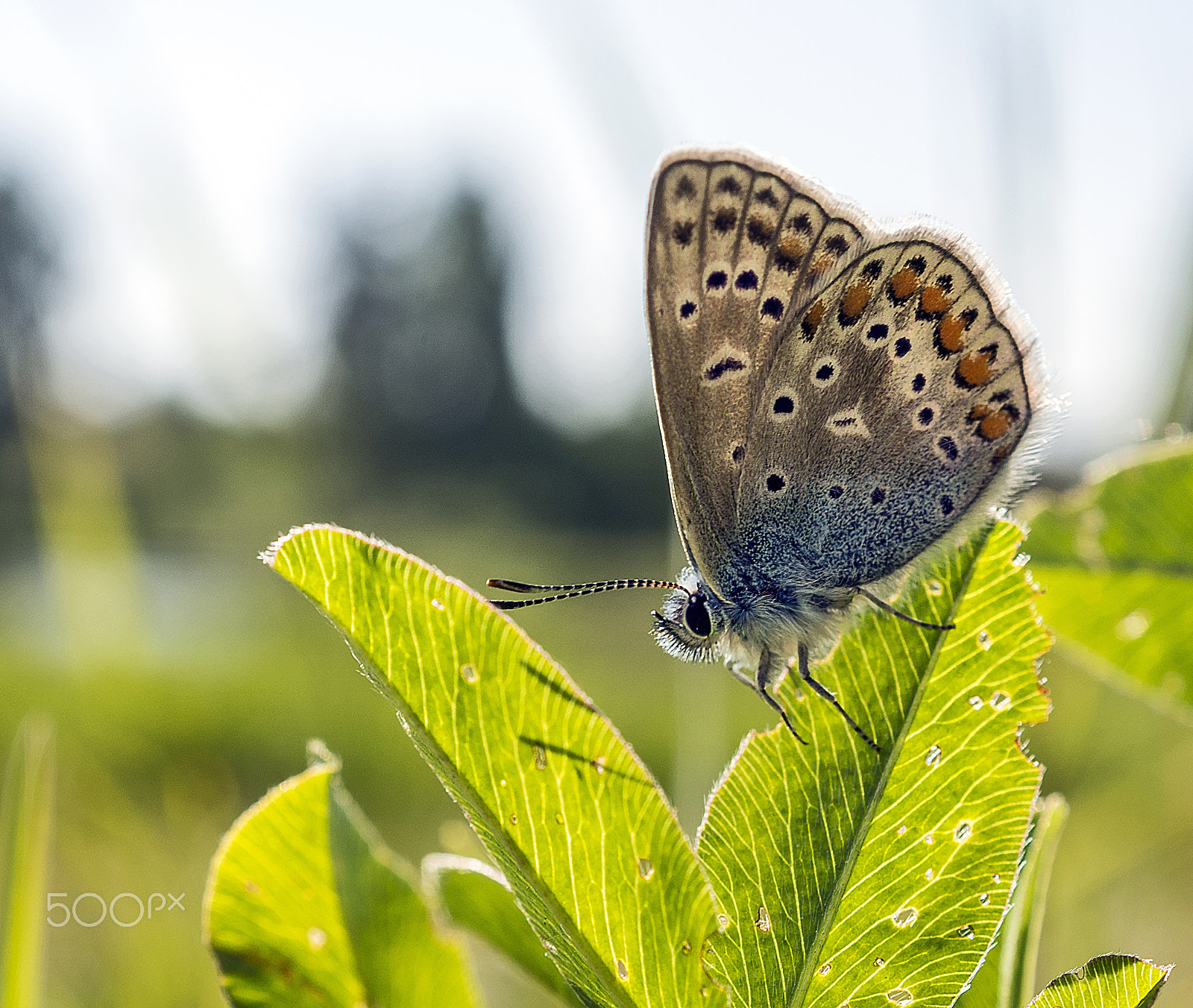 Sony a99 II sample photo. Butterfly photography