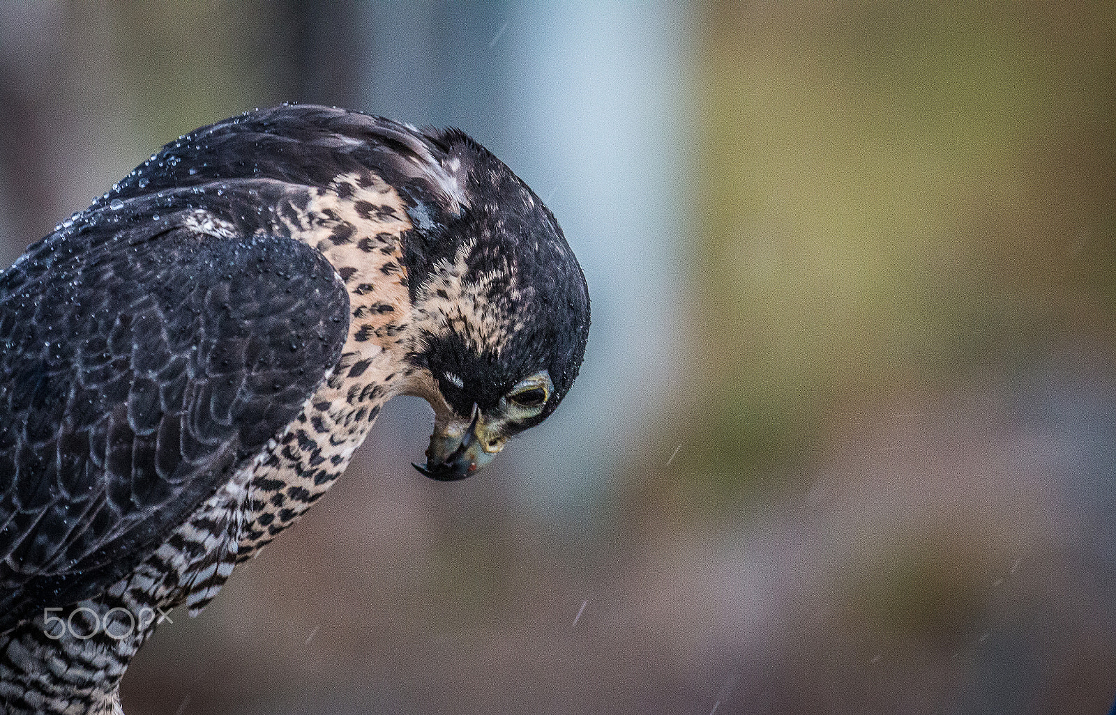 Canon EF 100-400mm F4.5-5.6L IS II USM sample photo. The falcon photography