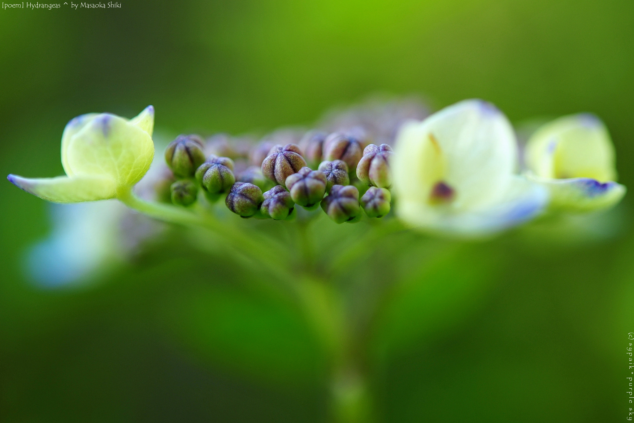 Nikon AF-S Micro-Nikkor 60mm F2.8G ED sample photo. Hydrangeas photography