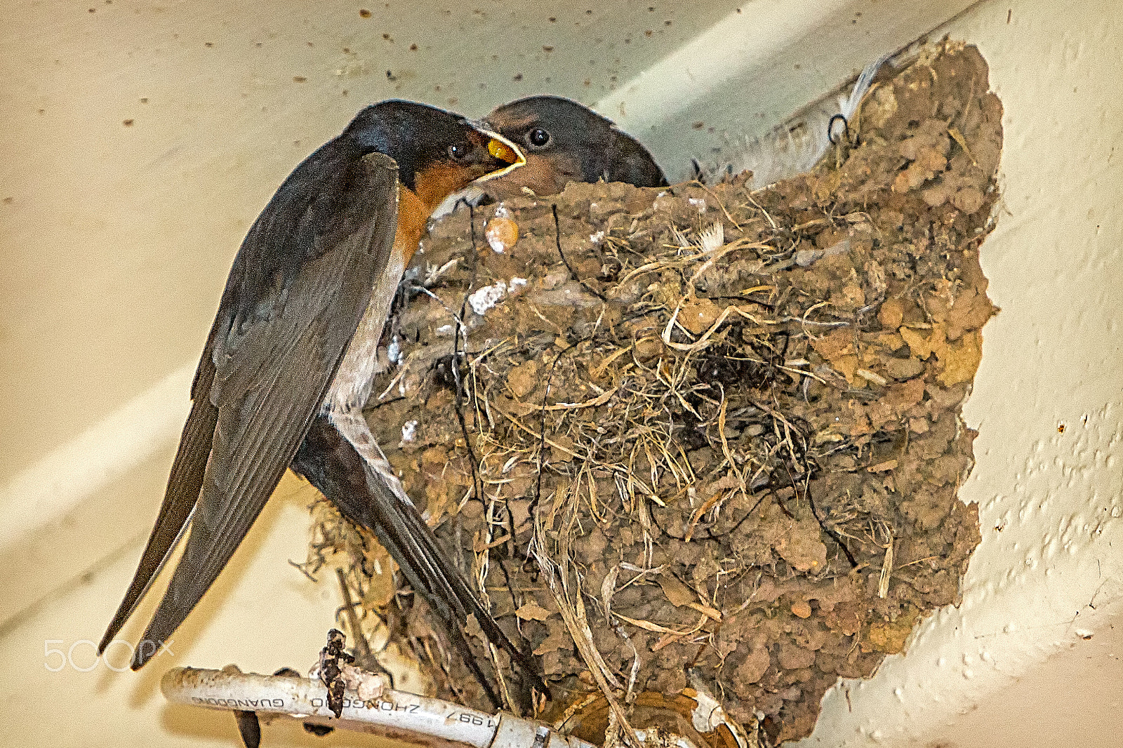 Canon EF 70-200mm F2.8L IS USM sample photo. Welcome swallows photography