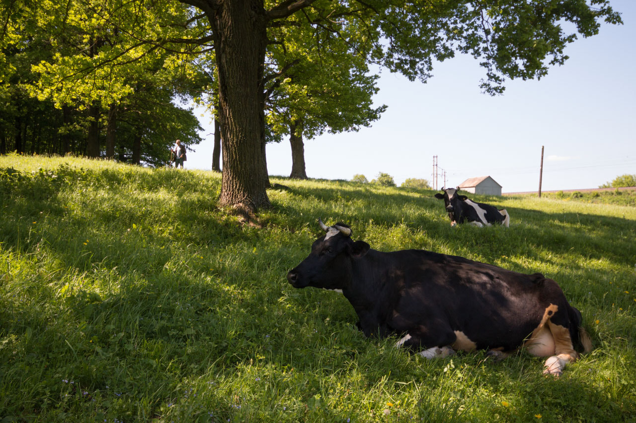 Canon EOS 1200D (EOS Rebel T5 / EOS Kiss X70 / EOS Hi) + Sigma 10-20mm F4-5.6 EX DC HSM sample photo. 33 cows photography