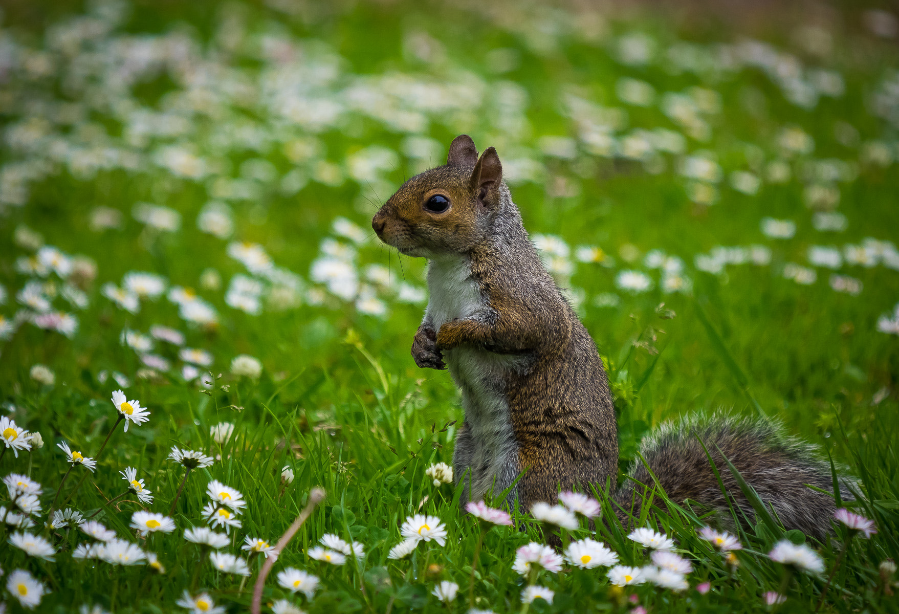 Olympus OM-D E-M1 + LEICA DG 100-400/F4.0-6.3 sample photo. Squirrel & flowers photography