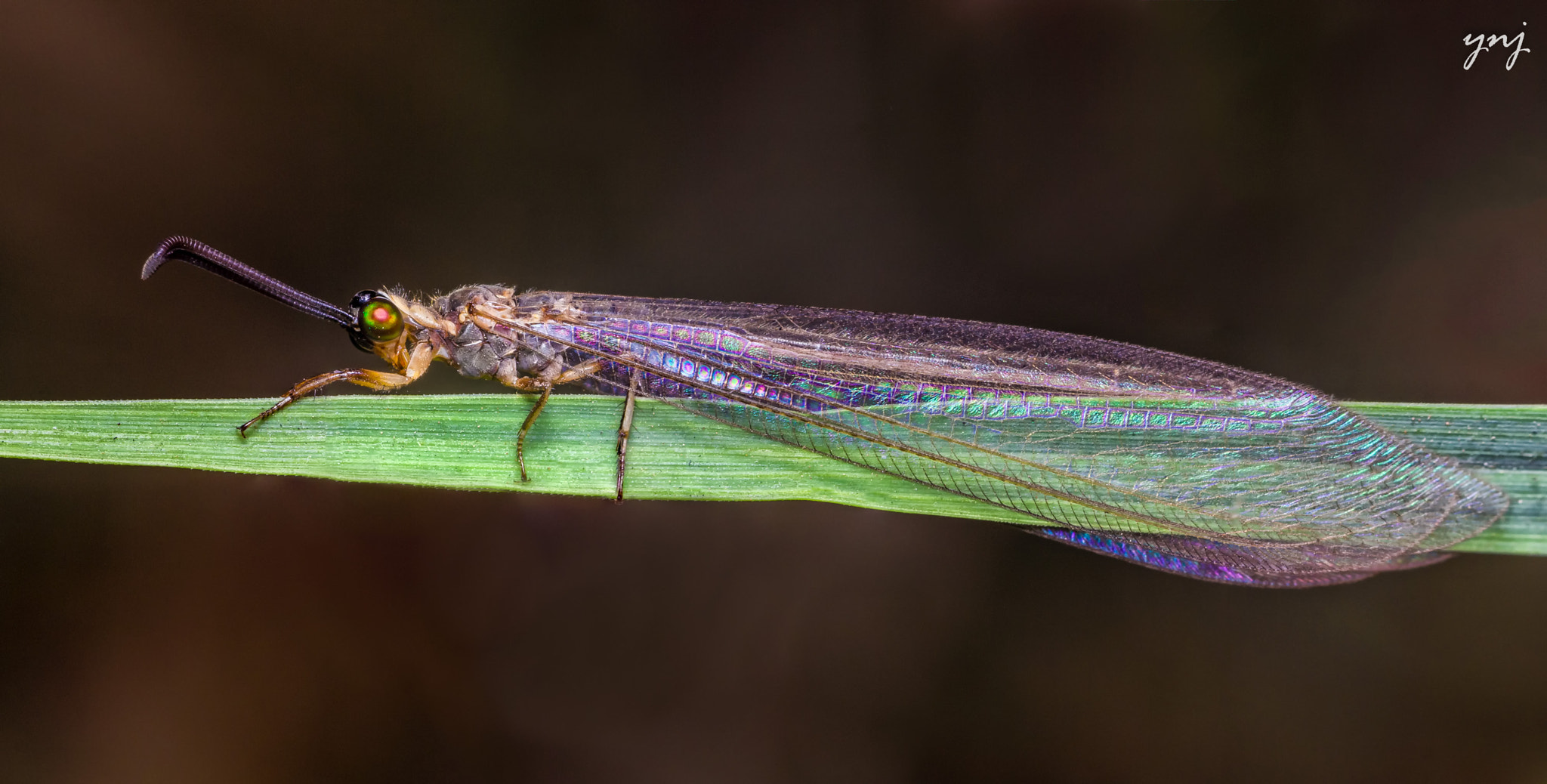 Sigma 70-300mm F4-5.6 APO DG Macro sample photo. Lacewing photography