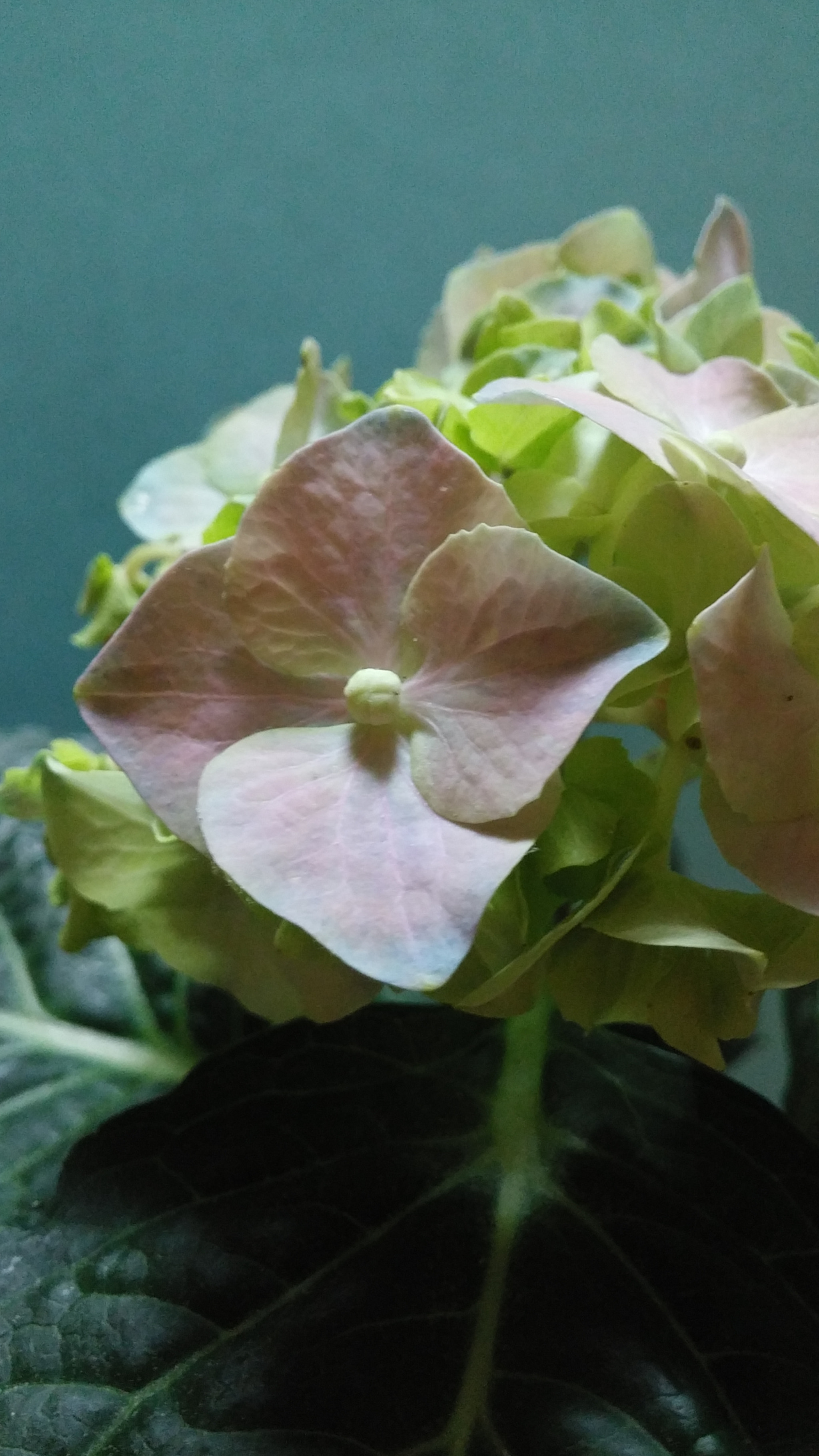 LG G3 CAT.6 sample photo. Hydrangea 1 photography