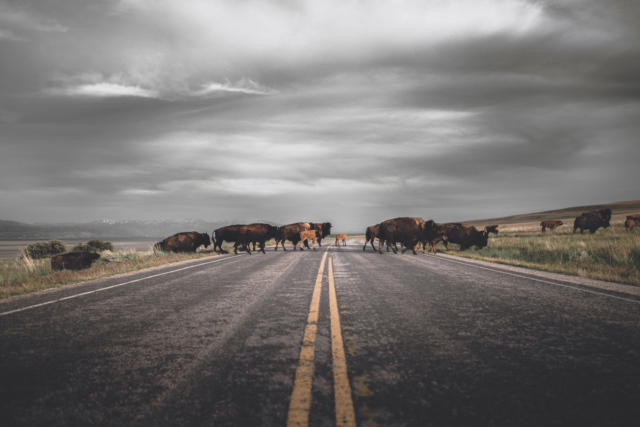 24mm F1.4 sample photo. Why did the bison cross the road? photography