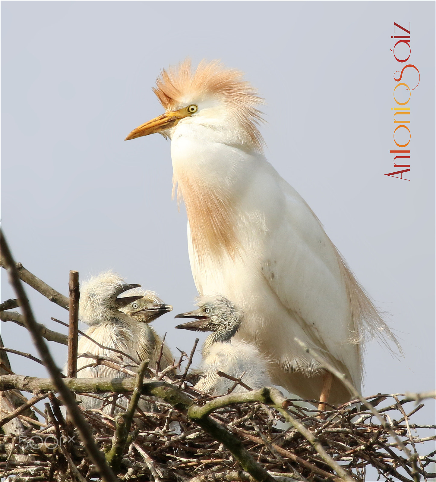Canon EF 100-400mm F4.5-5.6L IS USM sample photo. En familia photography