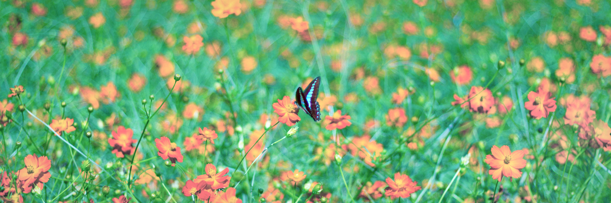 Canon EOS 550D (EOS Rebel T2i / EOS Kiss X4) + Canon EF 50mm F1.8 II sample photo. Butterfly photography