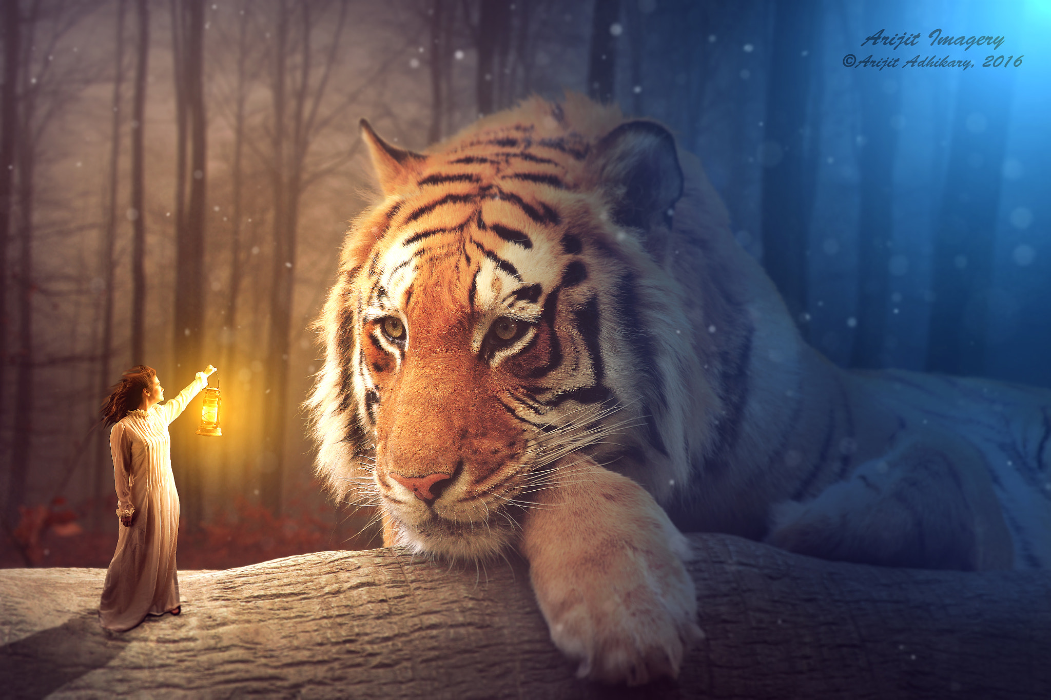 Canon EOS 650D (EOS Rebel T4i / EOS Kiss X6i) sample photo. Magical tiger photography