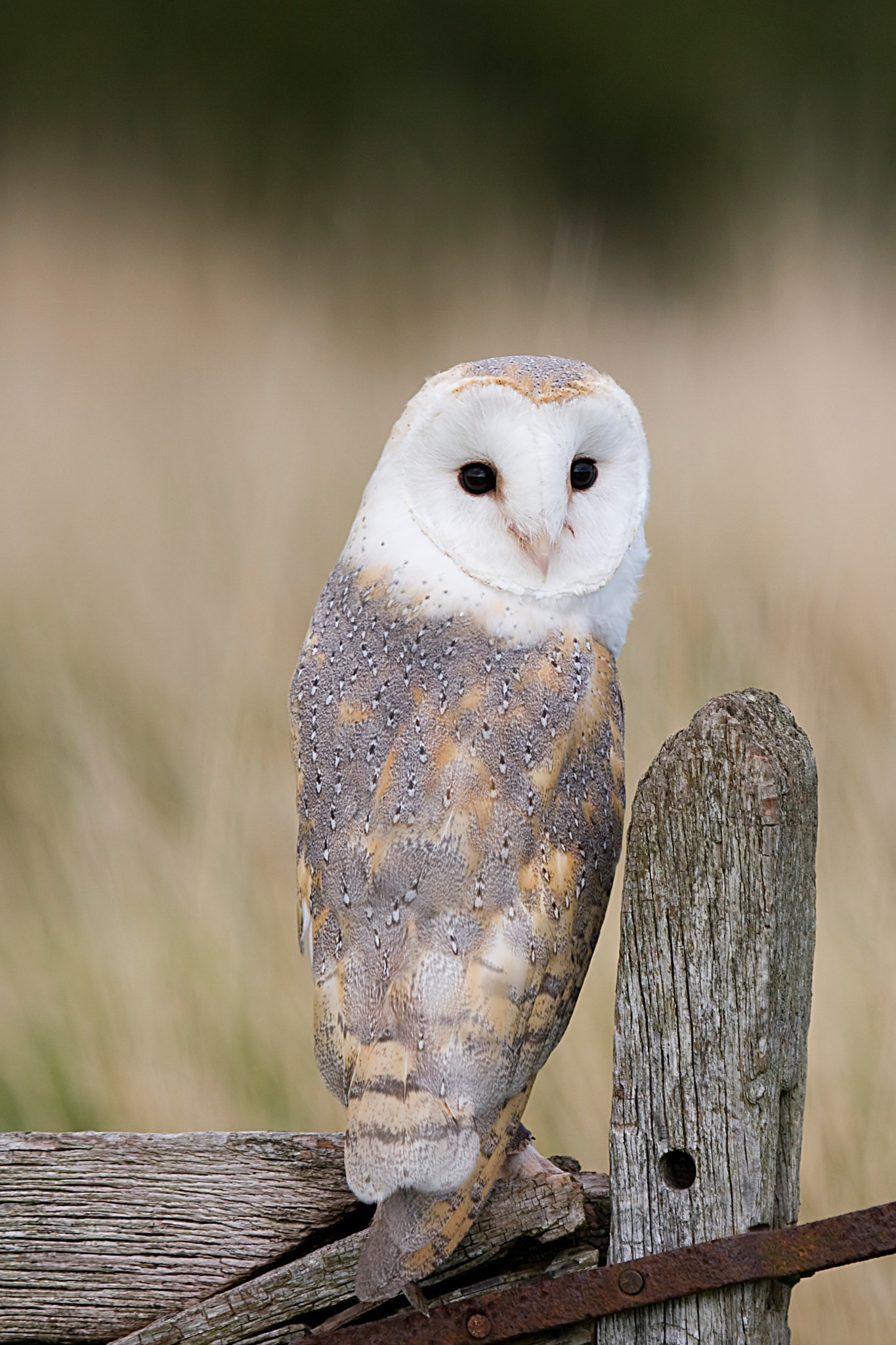Canon EF 100-400mm F4.5-5.6L IS USM sample photo. Barn owl photography