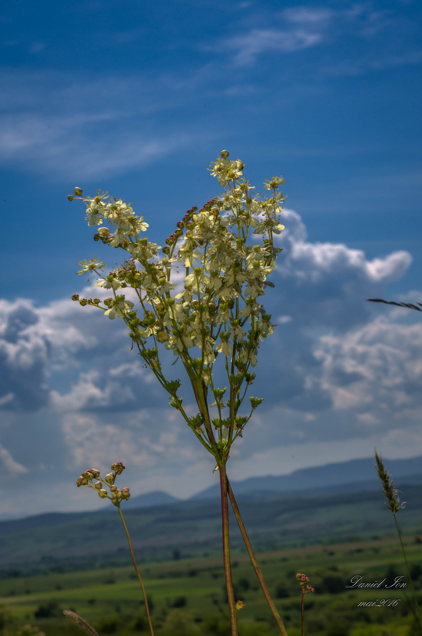 Pentax K-x sample photo. Flower photography