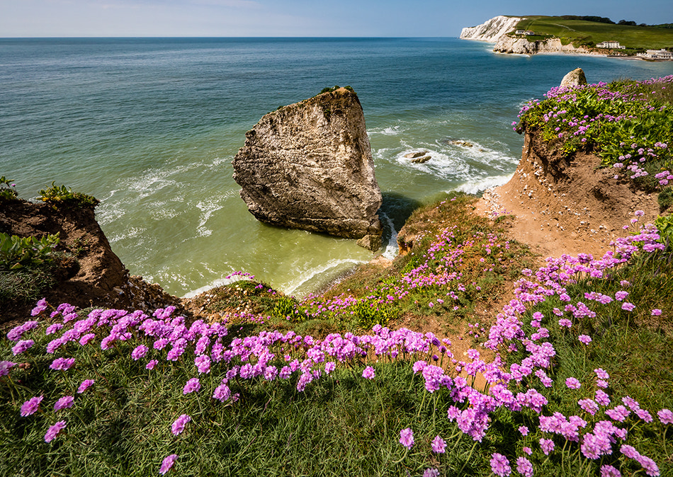 Panasonic Lumix DMC-GX8 + Panasonic Lumix G Vario 7-14mm F4 ASPH sample photo. Wild sea thrift photography