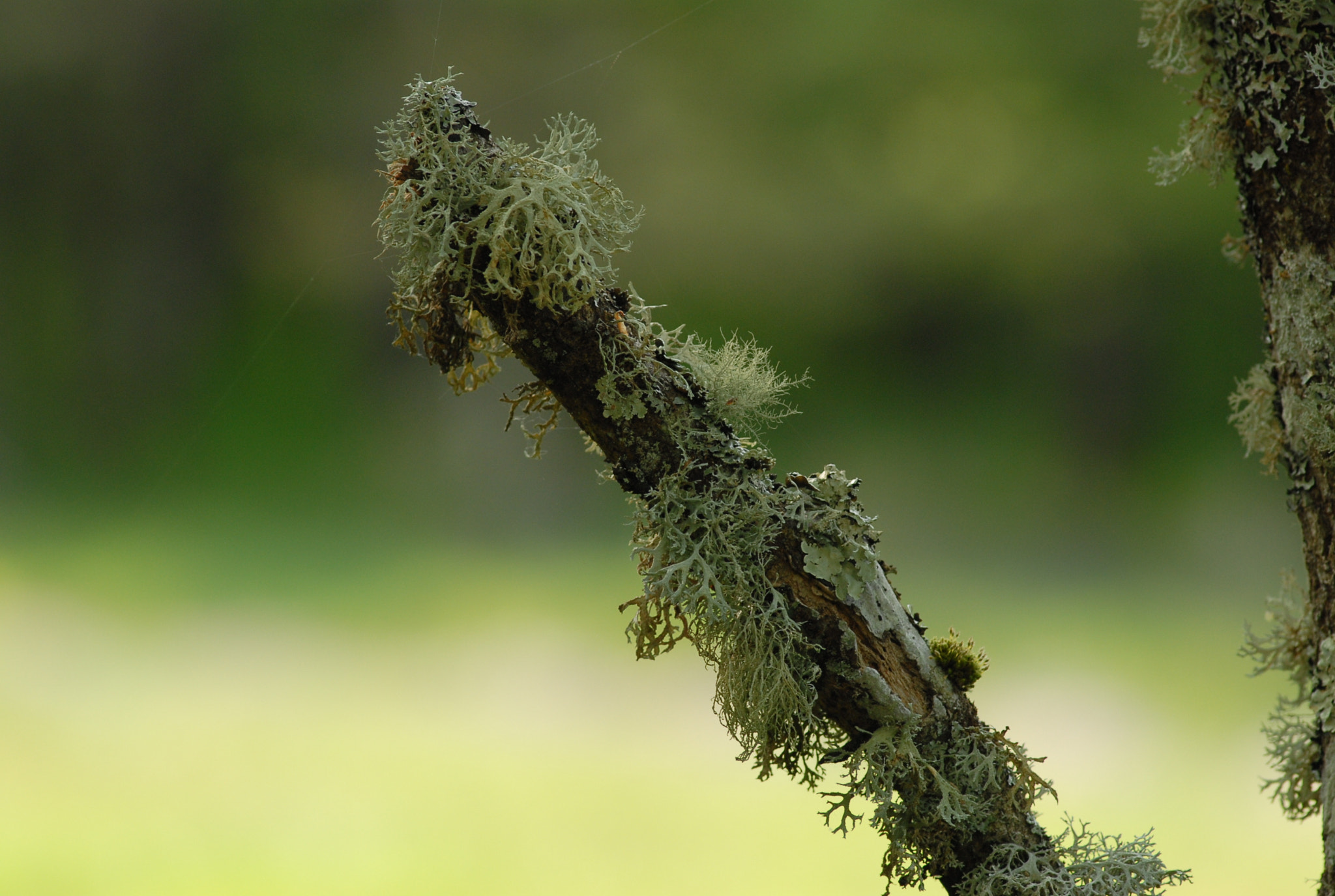 Nikon D200 + Nikon AF Nikkor 180mm F2.8D ED-IF sample photo. Plant photography