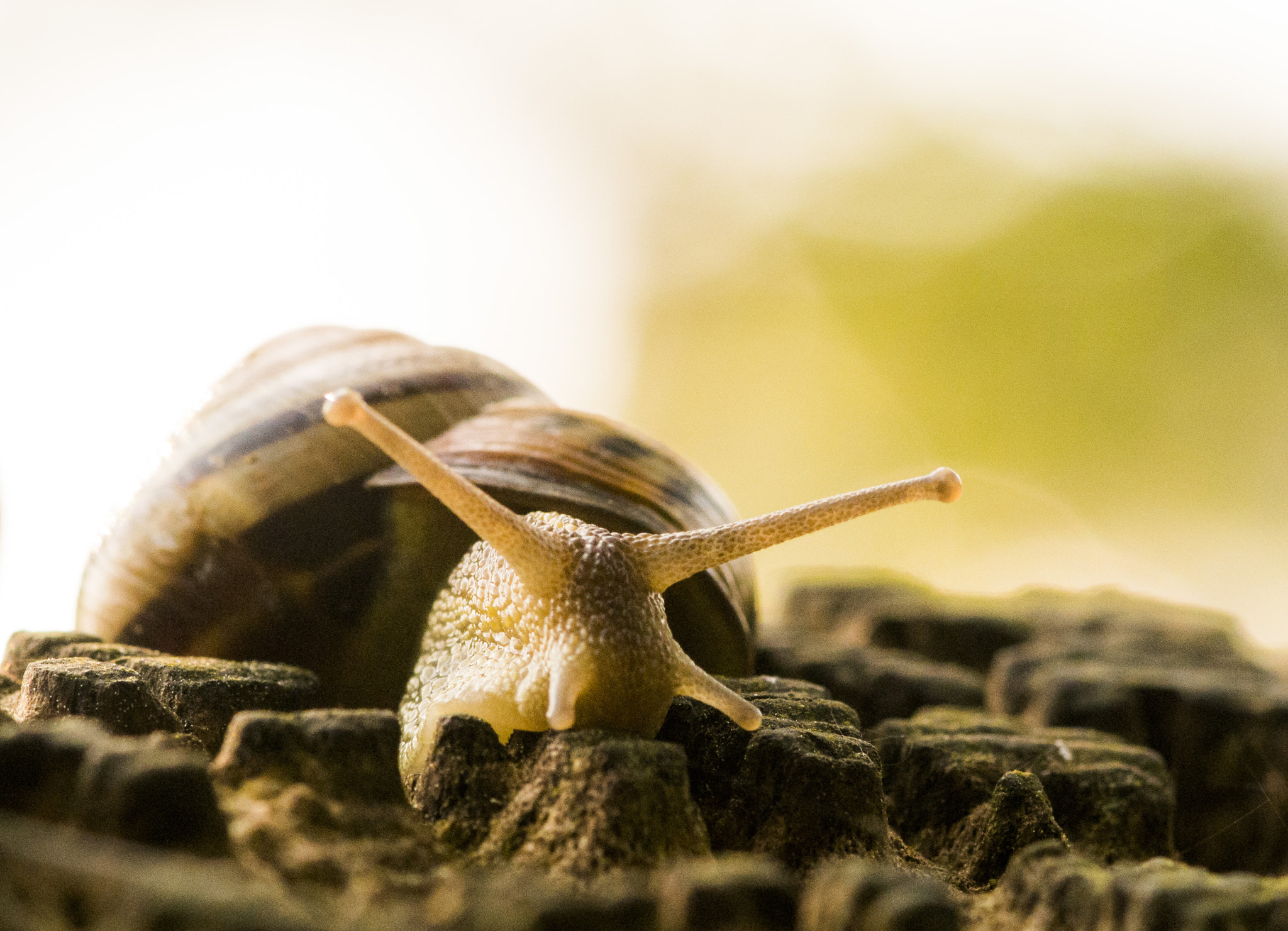 Nikon 1 V1 sample photo. Little snail photography