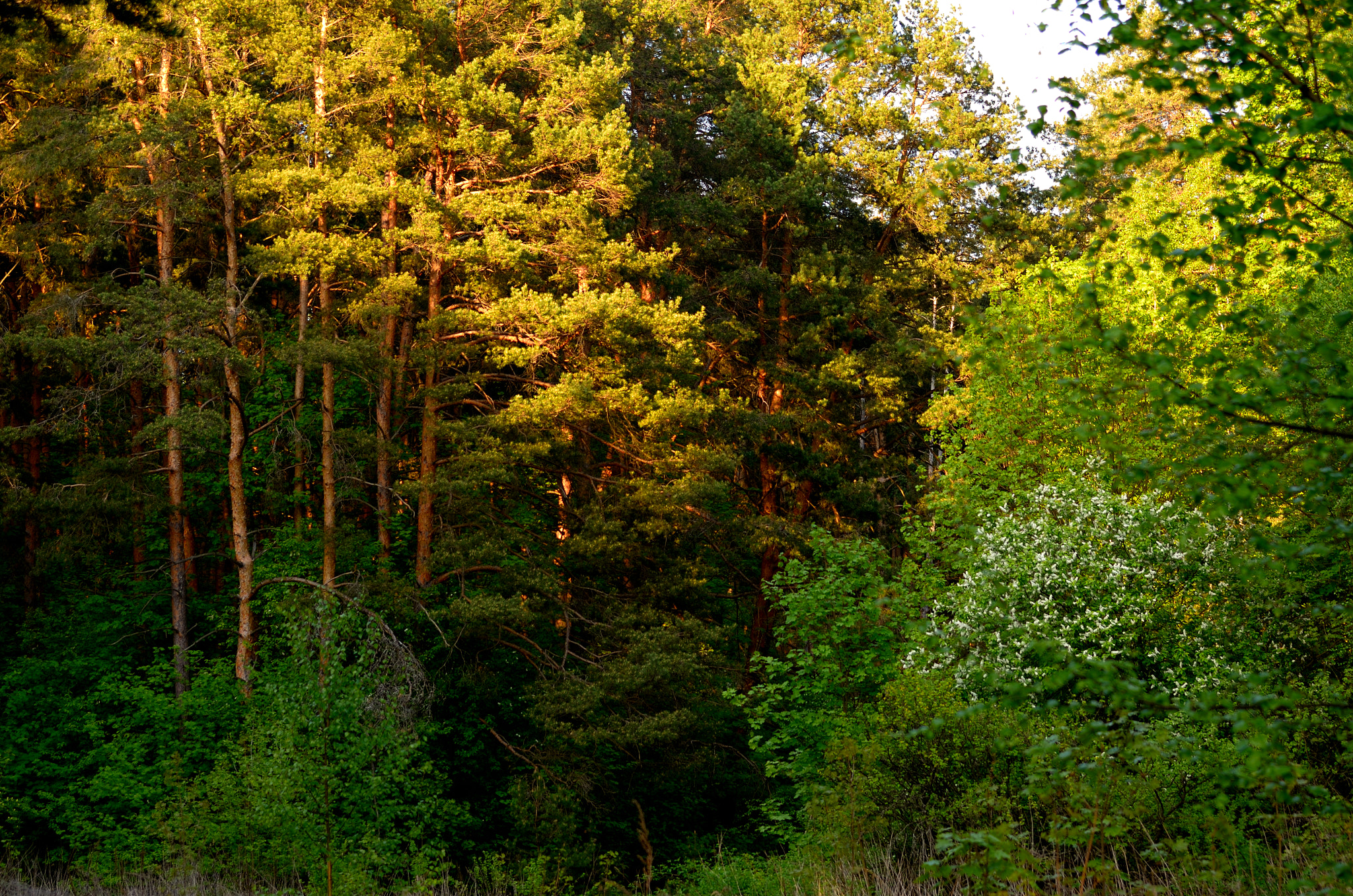 Nikon D7000 + Sigma 70-300mm F4-5.6 DG OS sample photo. The evening at the edge of the forest photography