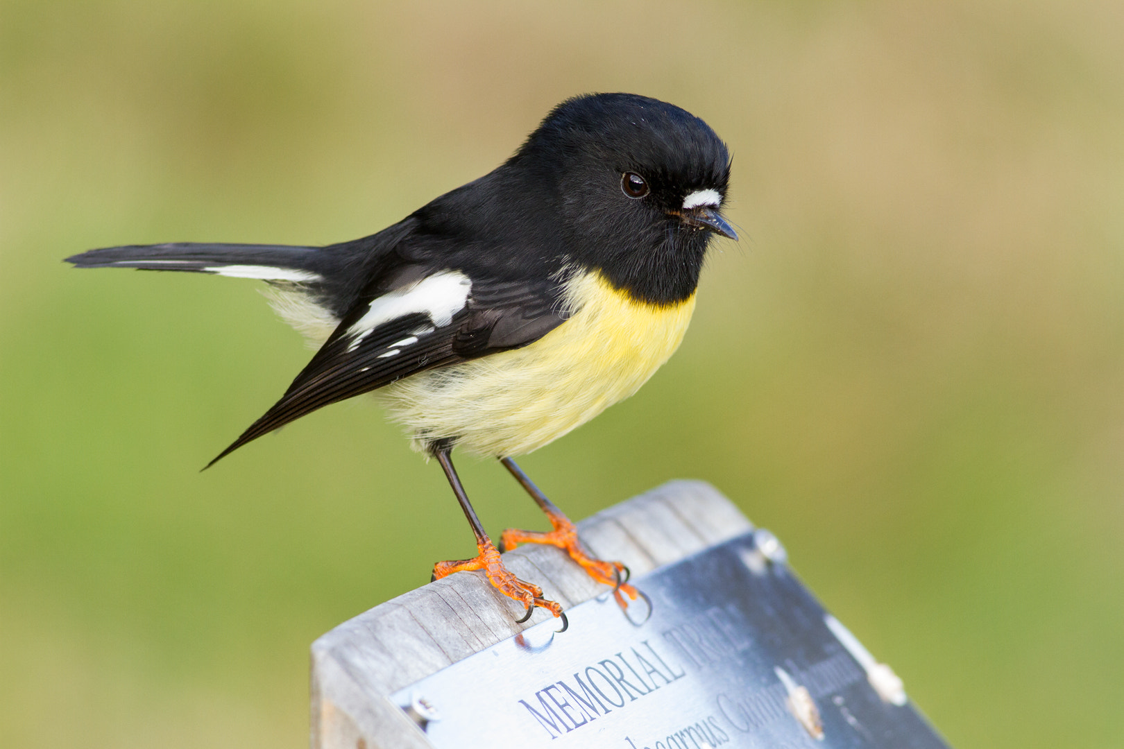 Canon EF 400mm F5.6L USM sample photo. Bird lover's memorial photography