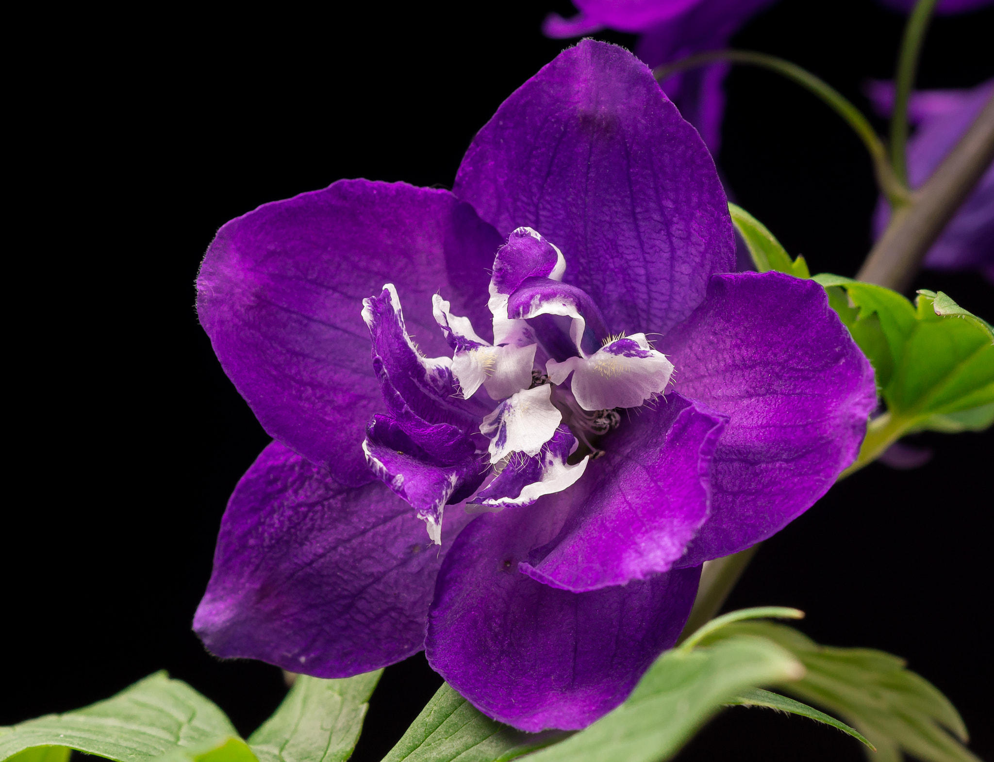 Sony SLT-A77 + Sony 100mm F2.8 Macro sample photo. Delphinium. photography