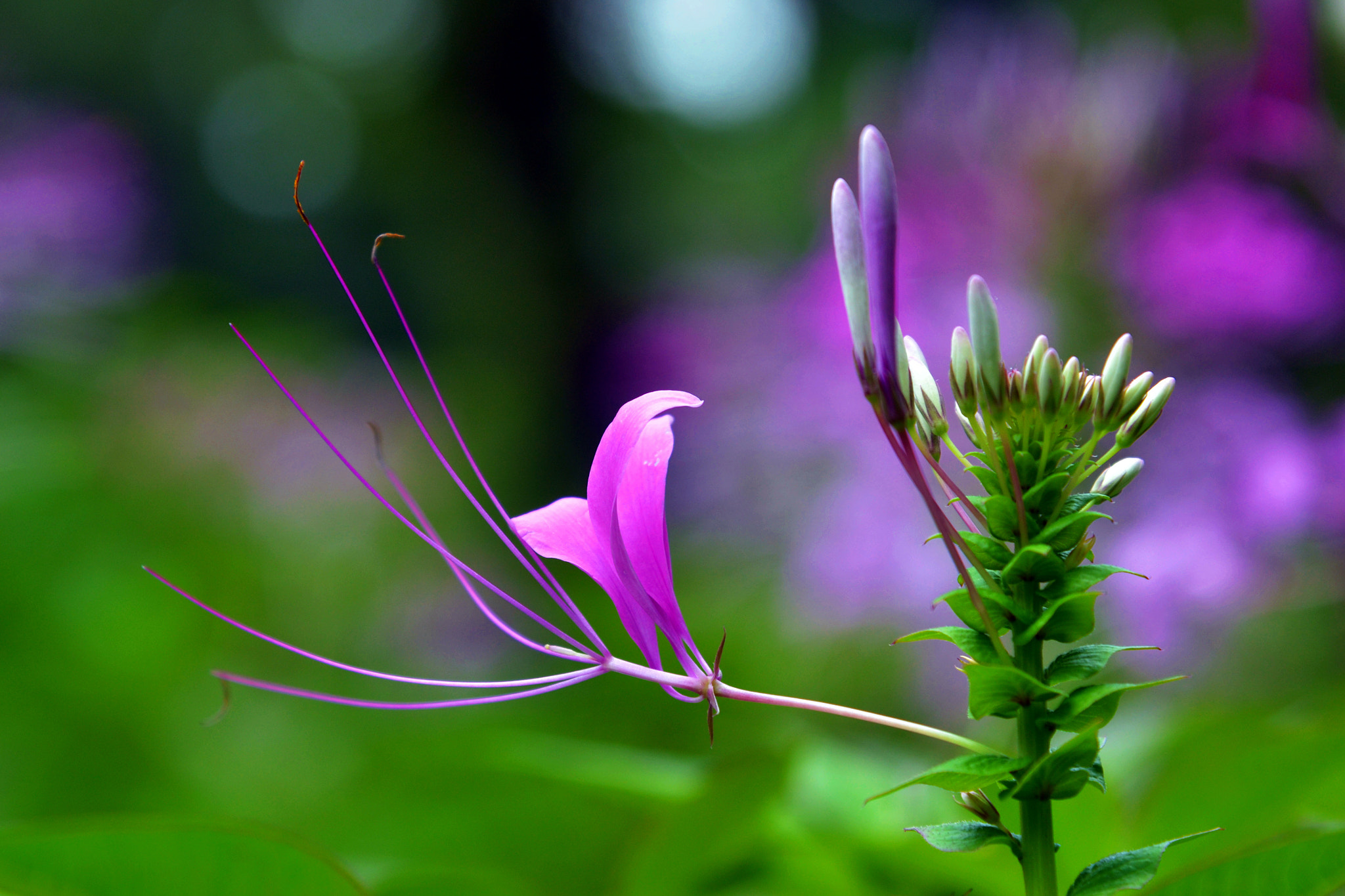 Nikon D3100 sample photo. Purplelicious photography