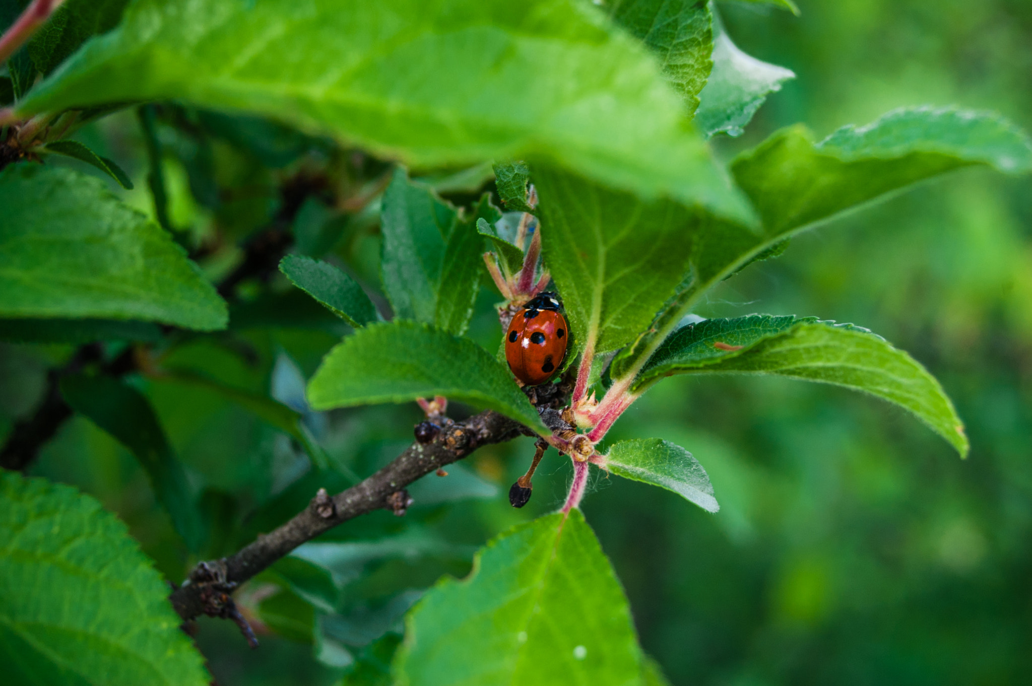 Nikon D50 + Sigma 18-50mm F3.5-5.6 DC sample photo. Божья коровка photography