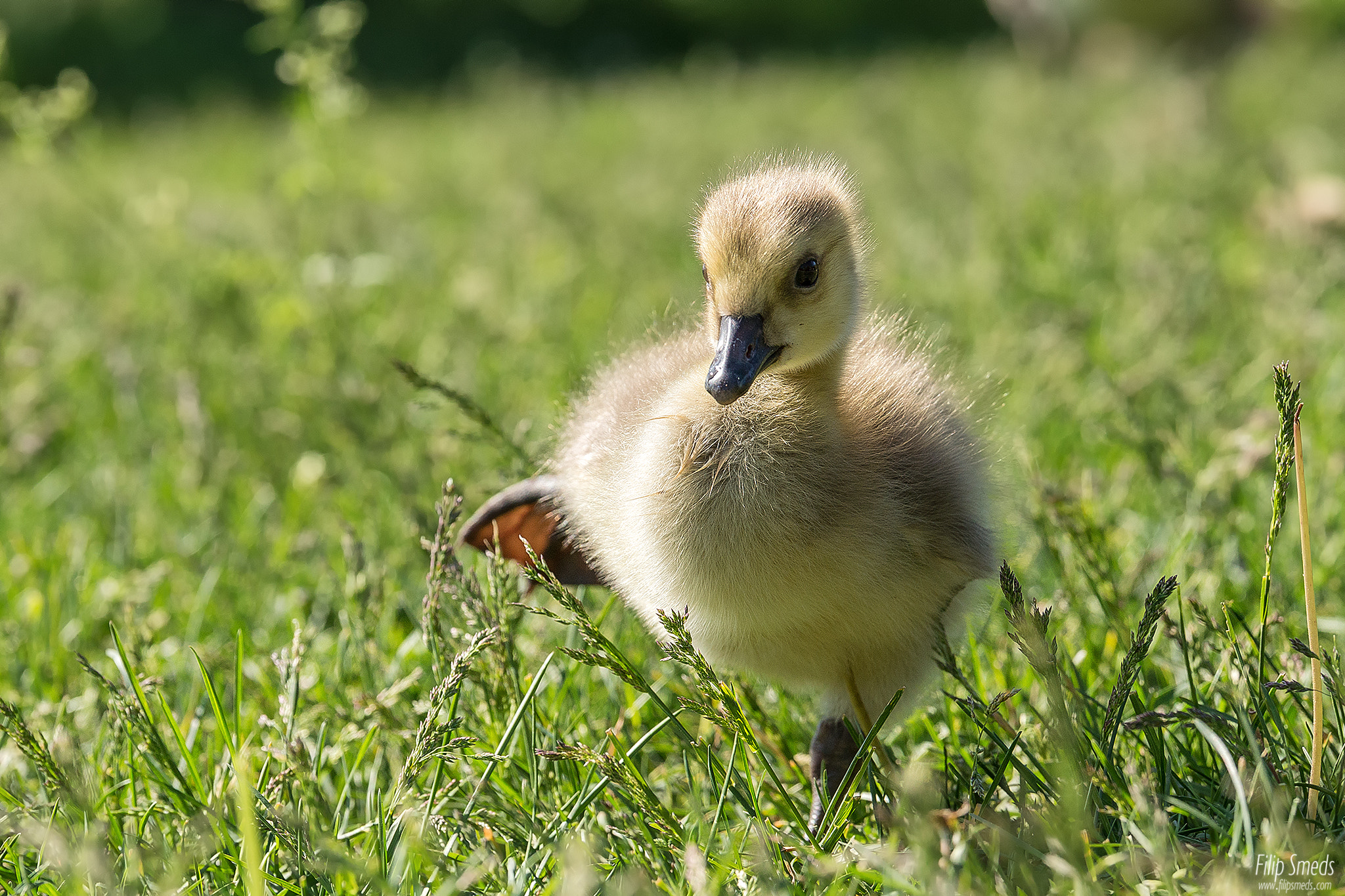 Nikon AF-S Nikkor 70-200mm F2.8G ED VR II sample photo. Huge step for a small bird photography