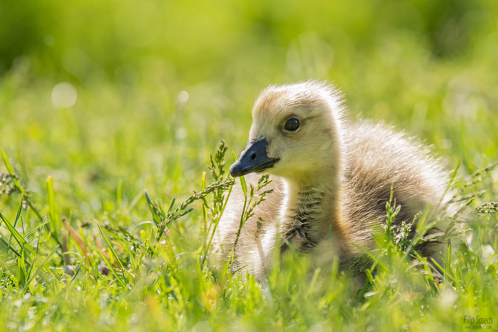 Nikon AF-S Nikkor 70-200mm F2.8G ED VR II sample photo. Relaxing in the grass photography