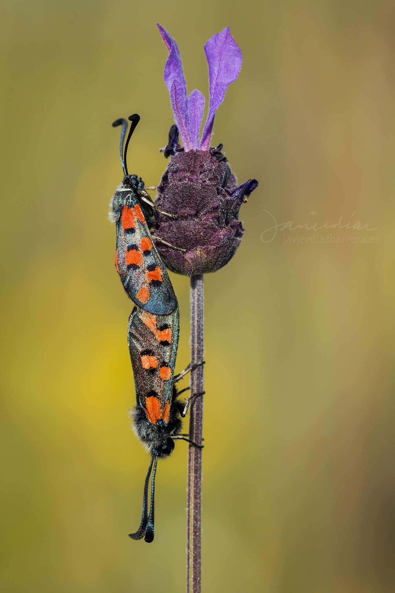 Sony a99 II + Sigma 180mm F3.5 EX DG Macro sample photo. Zygaena rhadamanthus copula photography