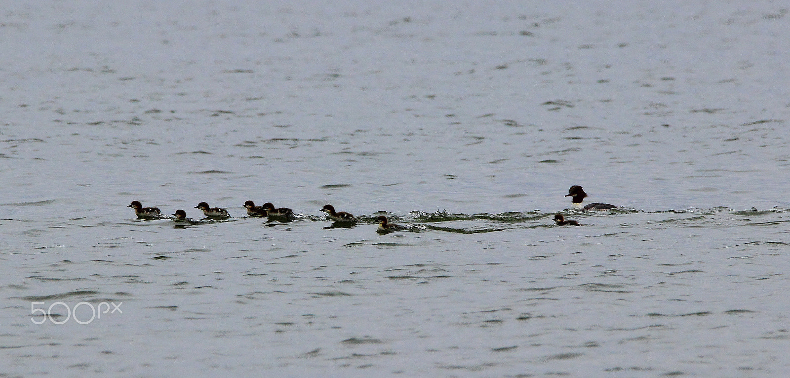 Sigma 150-600mm F5-6.3 DG OS HSM | C sample photo. Goosander babys photography