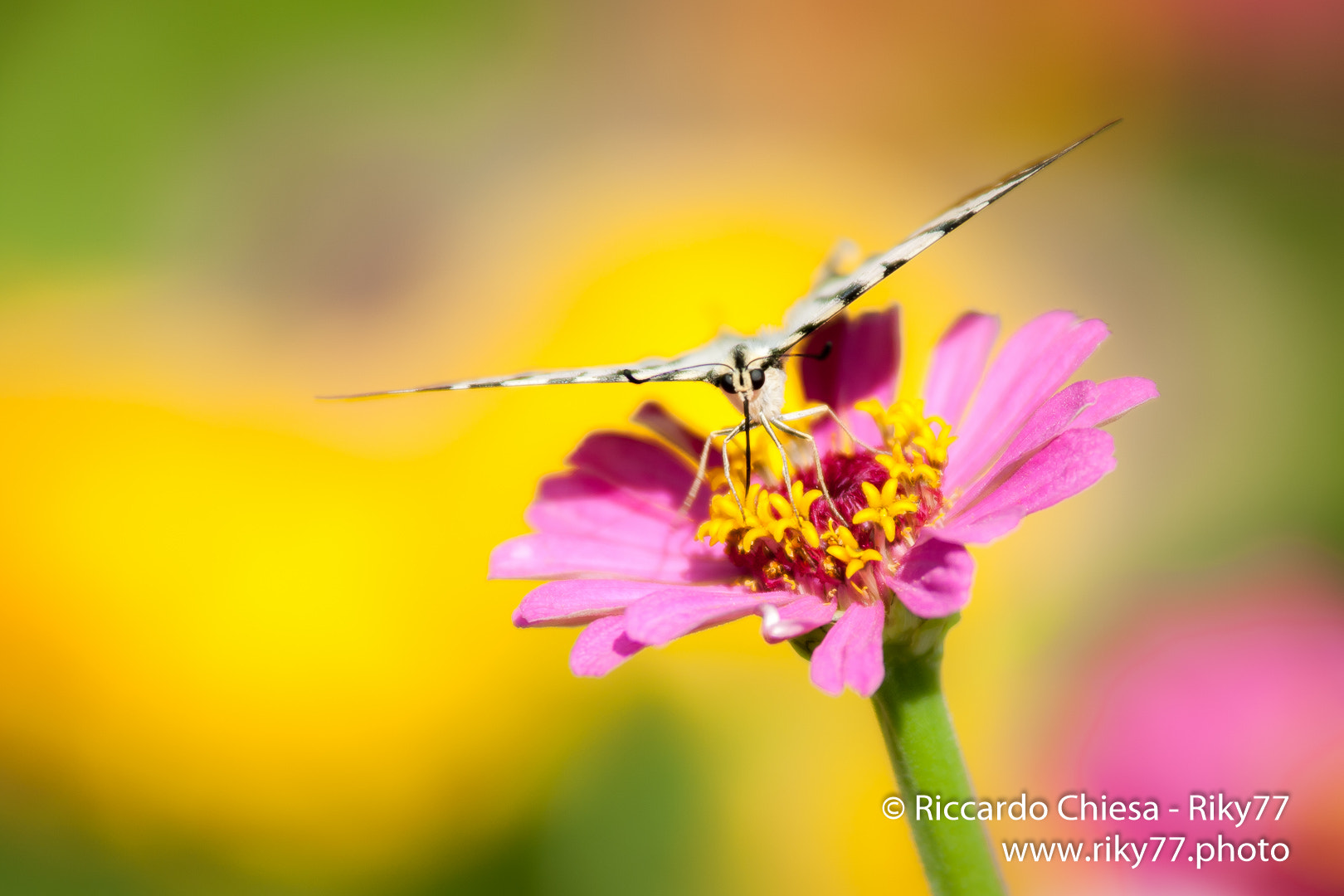 Tamron SP AF 70-200mm F2.8 Di LD (IF) MACRO sample photo. Butterfly photography