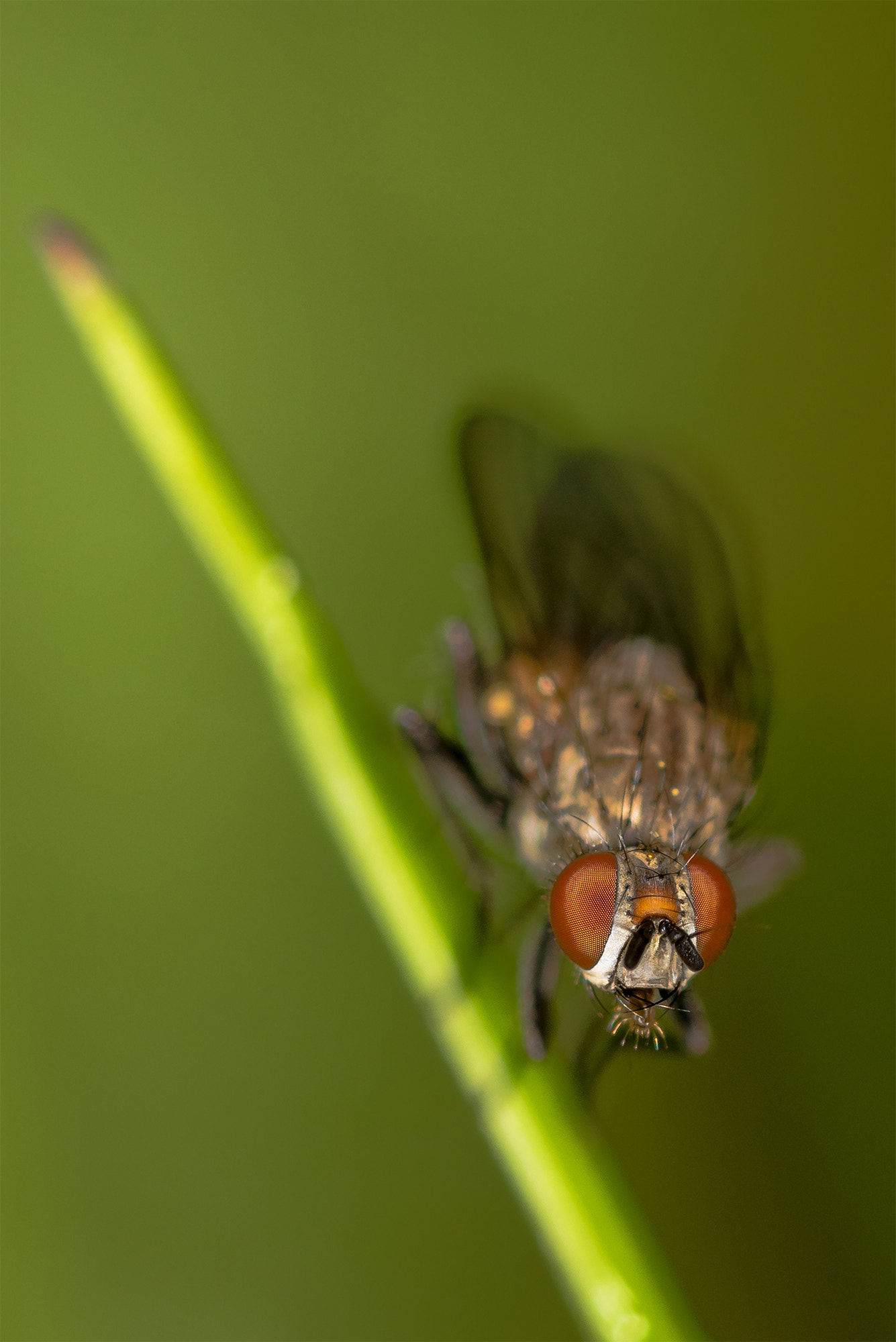 Nikon D810 + Nikon AF Micro-Nikkor 200mm F4D ED-IF sample photo. Wut ? photography