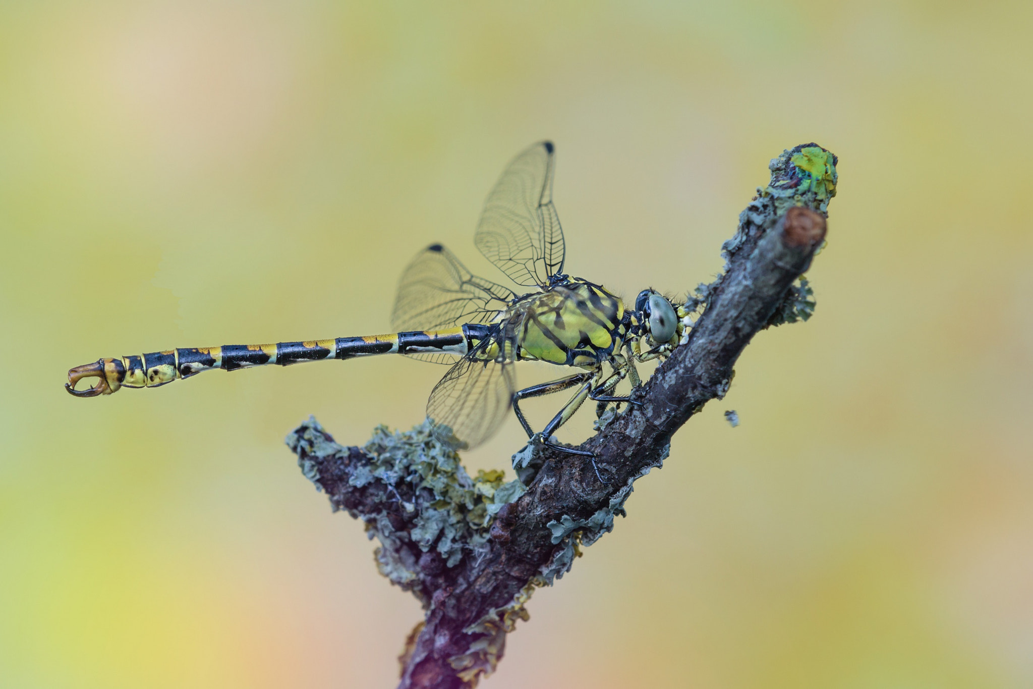 Tamron SP AF 180mm F3.5 Di LD (IF) Macro sample photo. The pincer photography