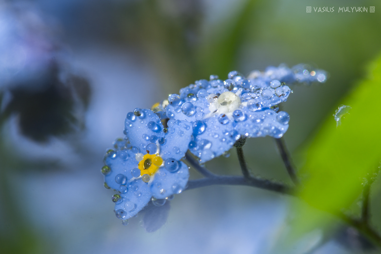 Minolta AF 100mm F2.8 Macro [New] sample photo. про капли ... Незабудка photography