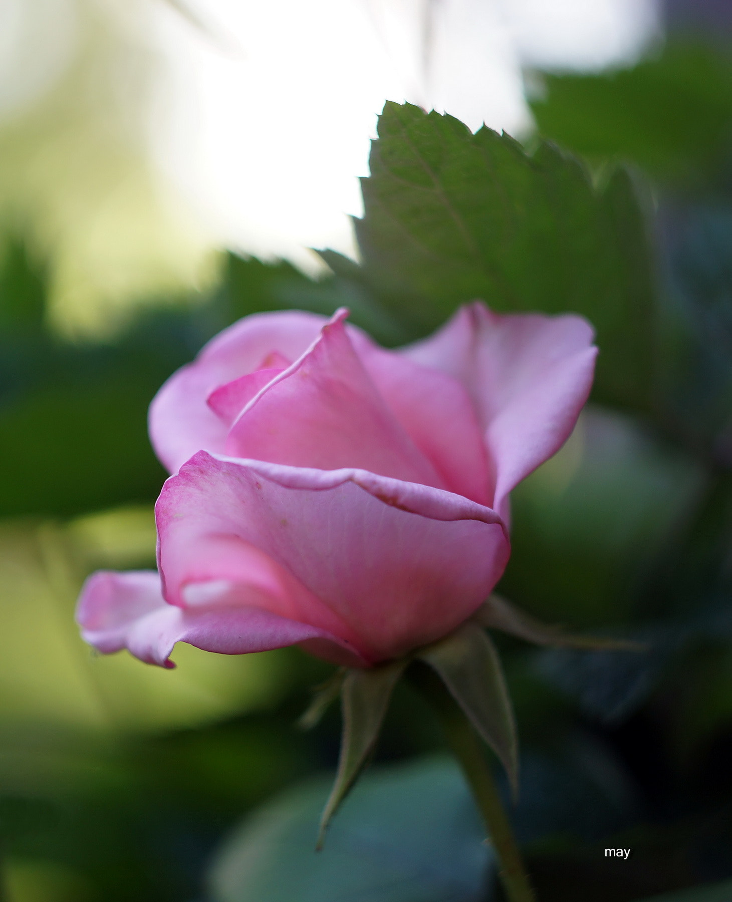 Sony SLT-A65 (SLT-A65V) + Minolta AF 50mm F1.7 sample photo. Beautiful rose.. photography