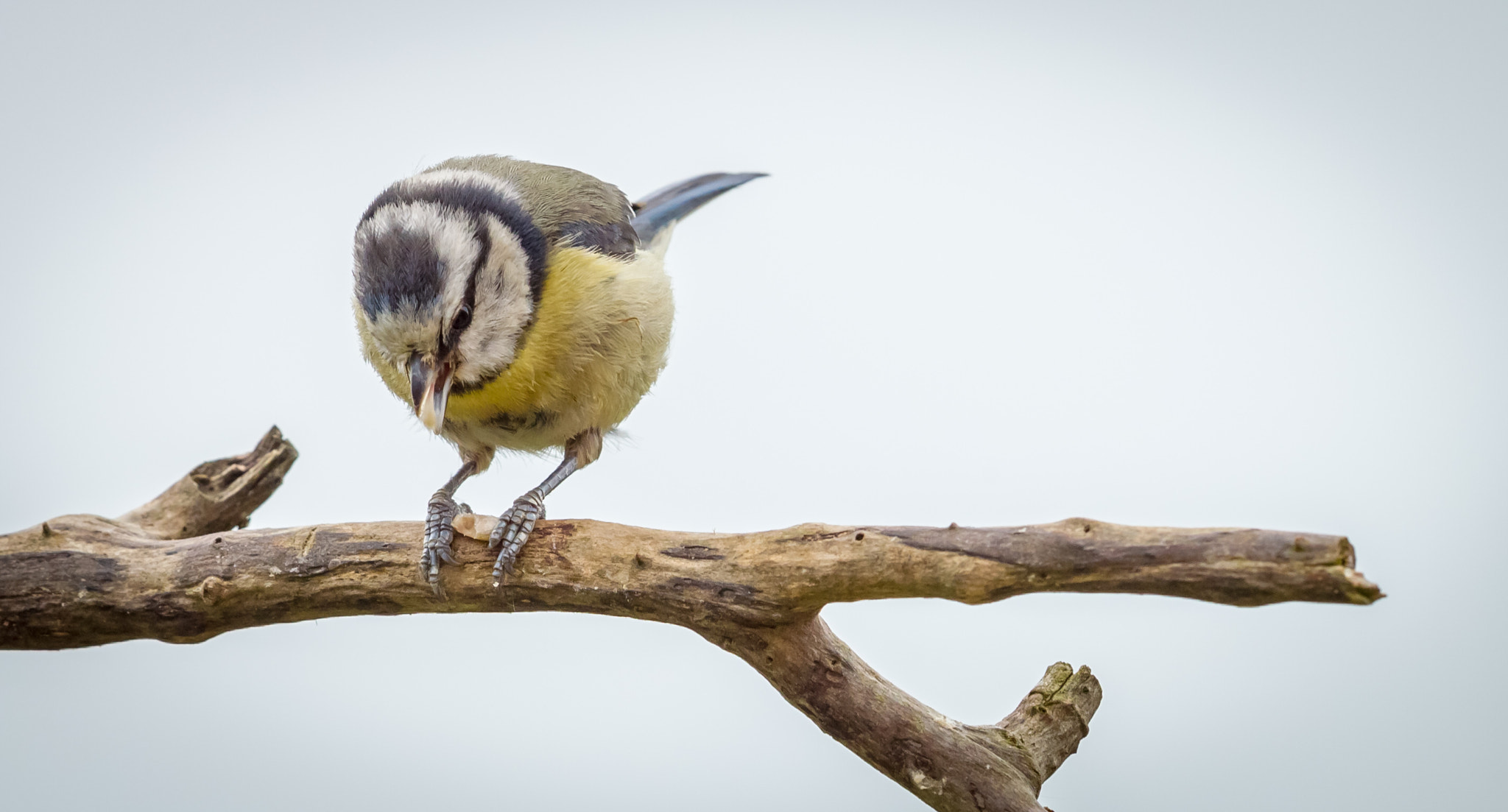 Canon EF 500mm F4L IS II USM sample photo. Blue tit photography