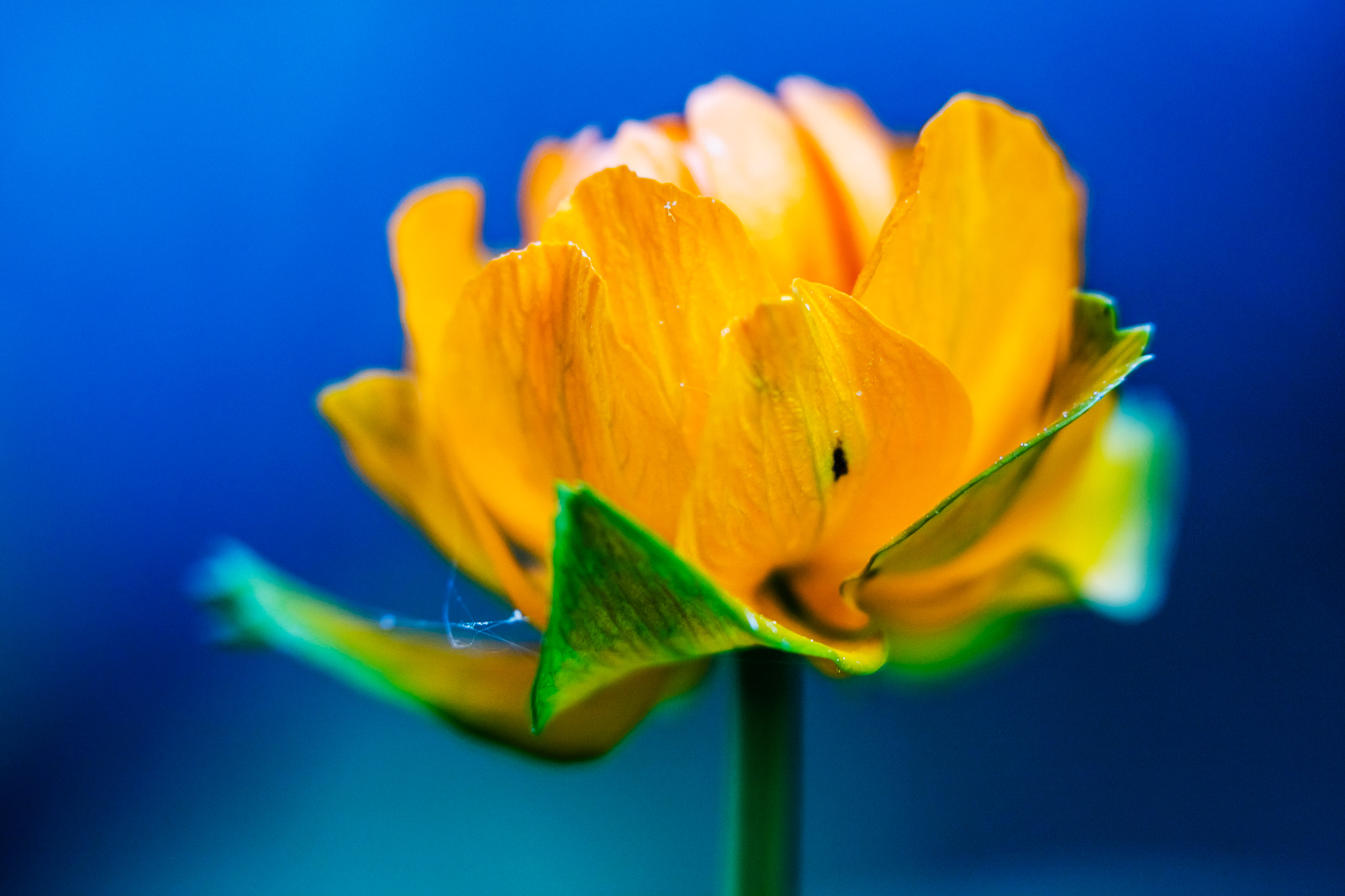 Canon EF 100mm F2.8 Macro USM sample photo. Trollius photography