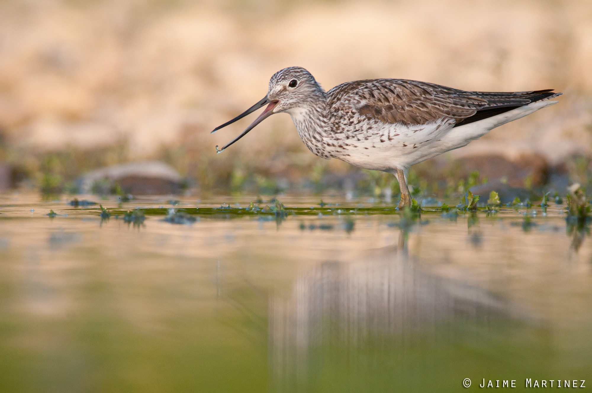 Nikon D300 + Nikon AF-S Nikkor 300mm F4D ED-IF sample photo. Common greenshank / chevalier aboyeur - tringa nebularia photography