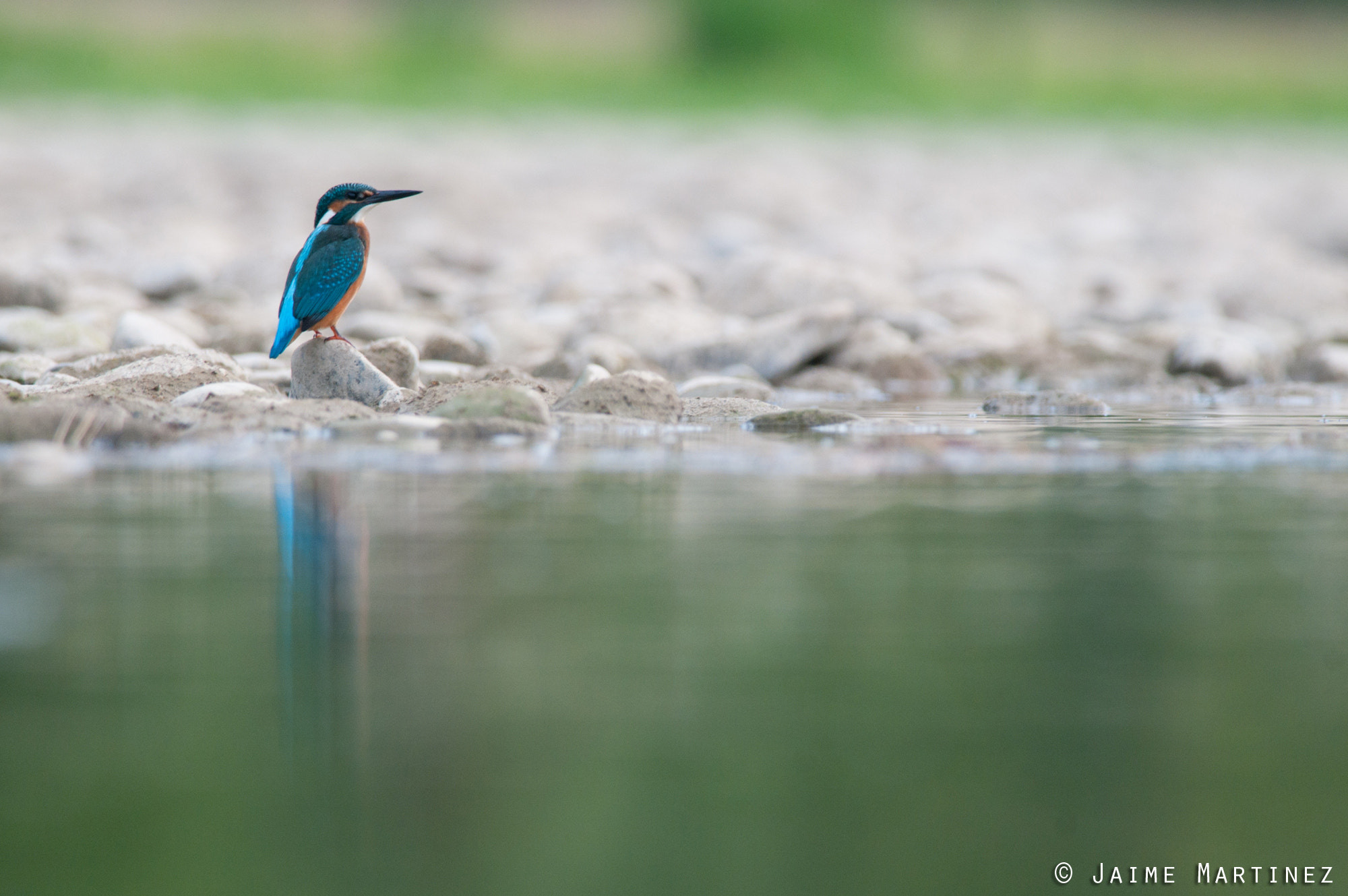 Nikon D300 + Nikon AF-S Nikkor 300mm F4D ED-IF sample photo. Common kingfisher / martin-pêcheur d'europe - alcedo atthis photography