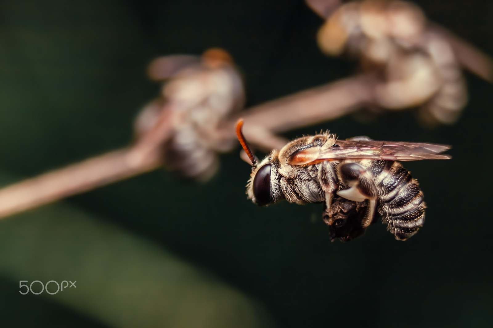 Canon EF-S 18-55mm F3.5-5.6 sample photo. [macro]_bee_gia dinh park photography