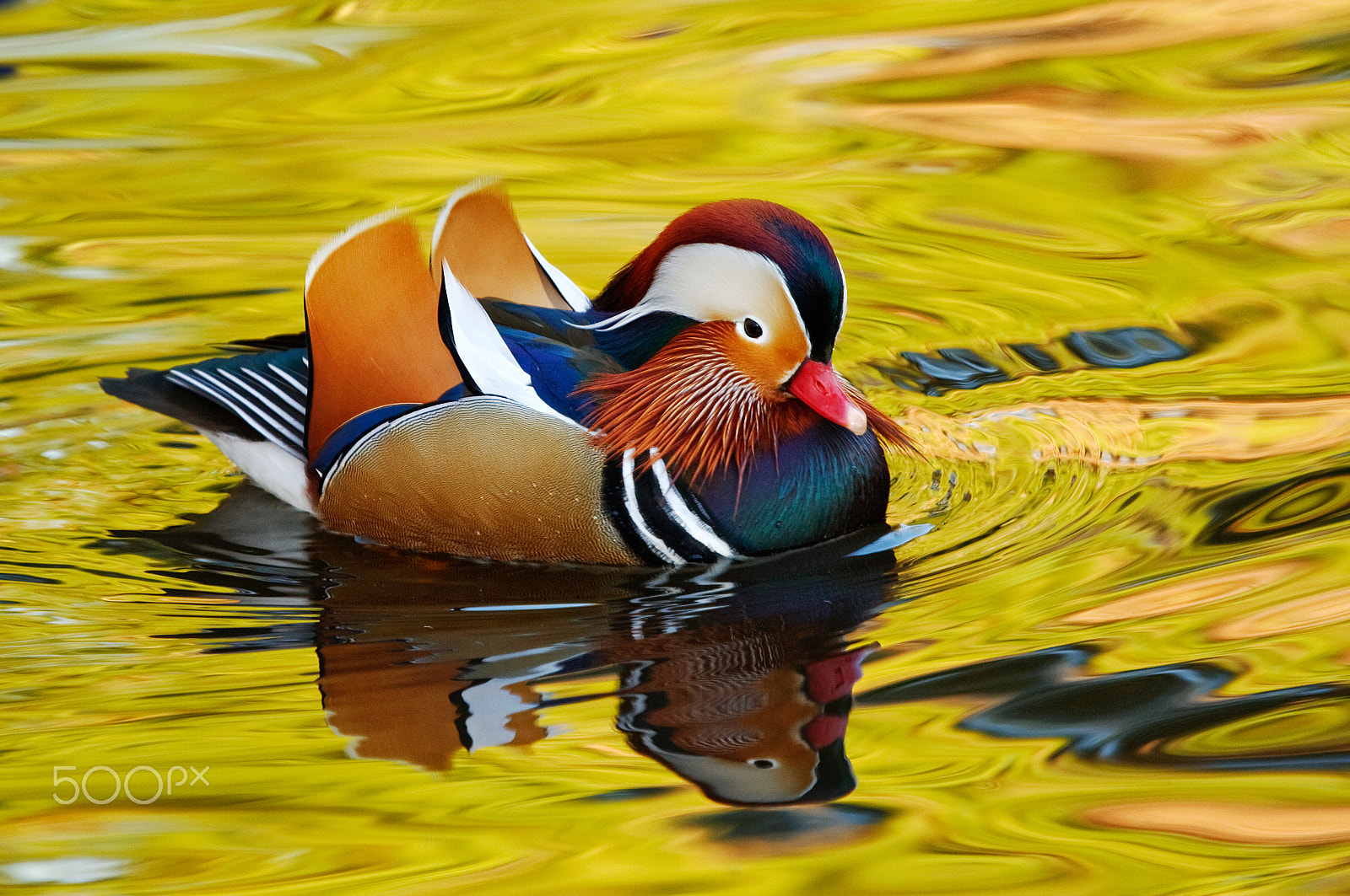 Canon EF 100-400mm F4.5-5.6L IS USM sample photo. Mandarin2042.jpg photography