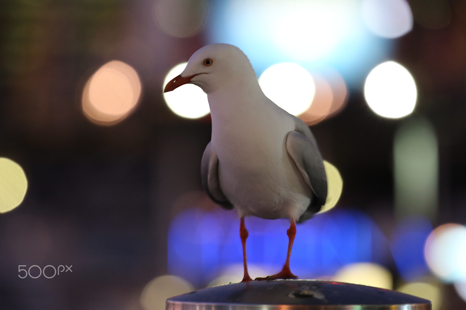 Canon EF 100-400mm F4.5-5.6L IS II USM sample photo. Seagull photography