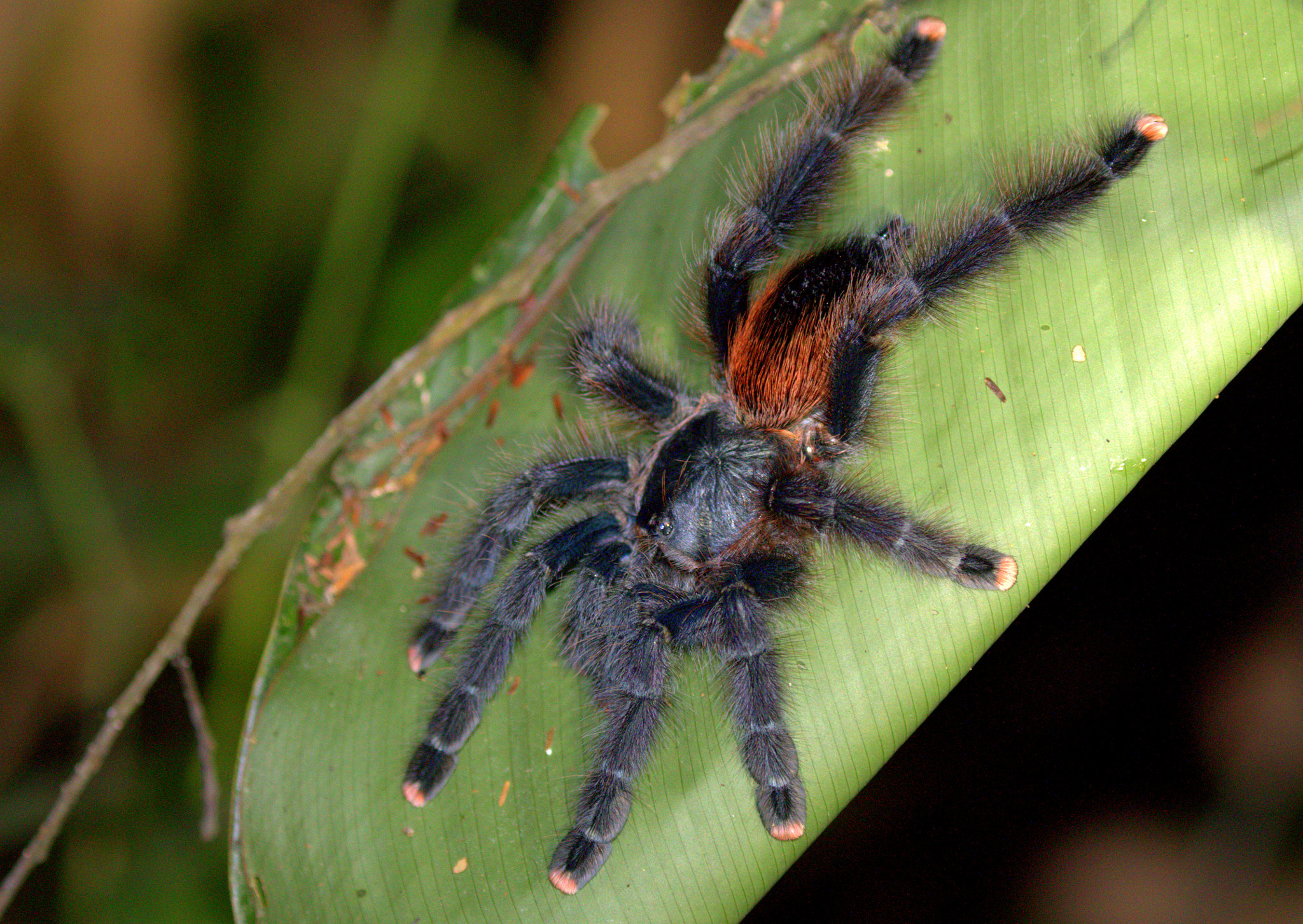 Canon EF 100-400mm F4.5-5.6L IS II USM sample photo. Tarantula photography